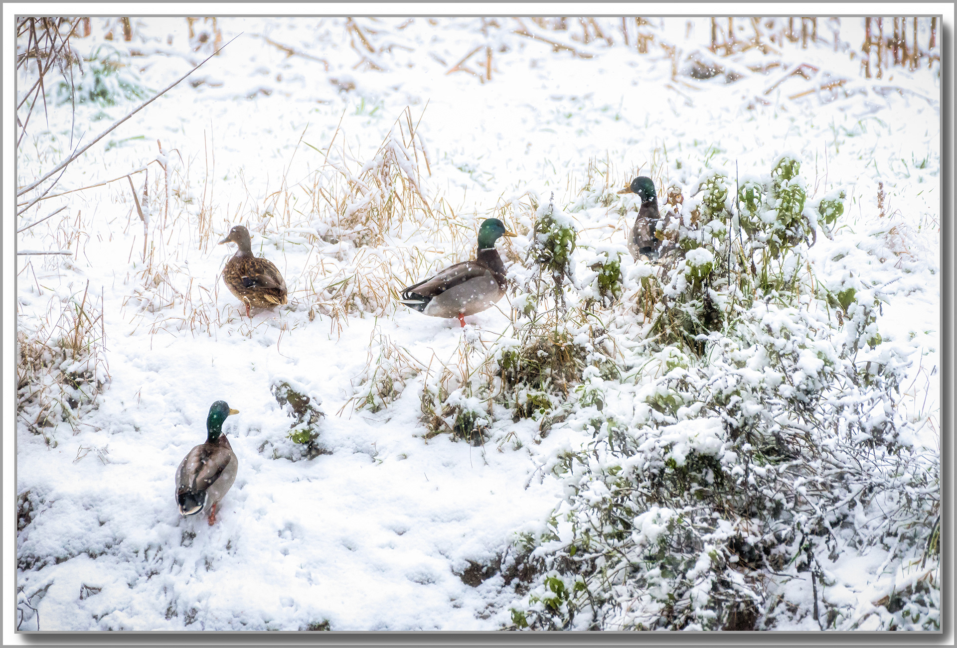 Canard Colvert - Anas platyrhynchos