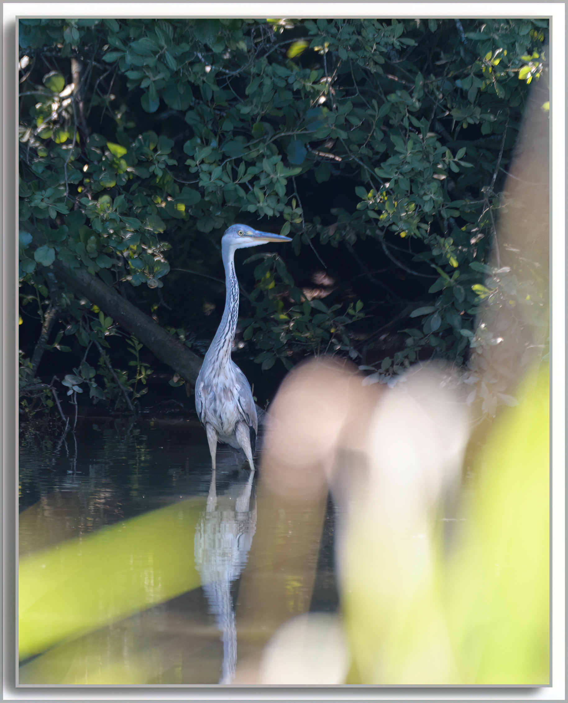 Héron cendré - Ardea Cinerea