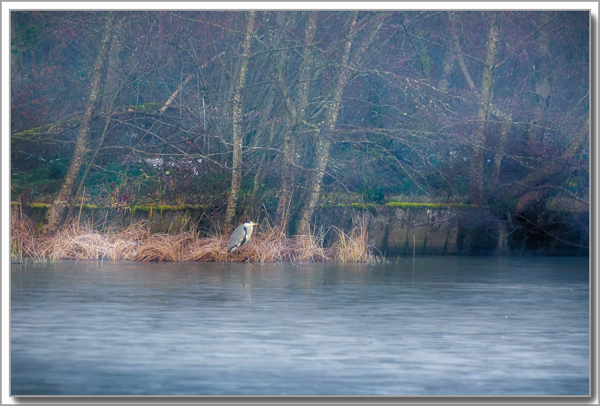 Héron cendré - Ardea cinerea
