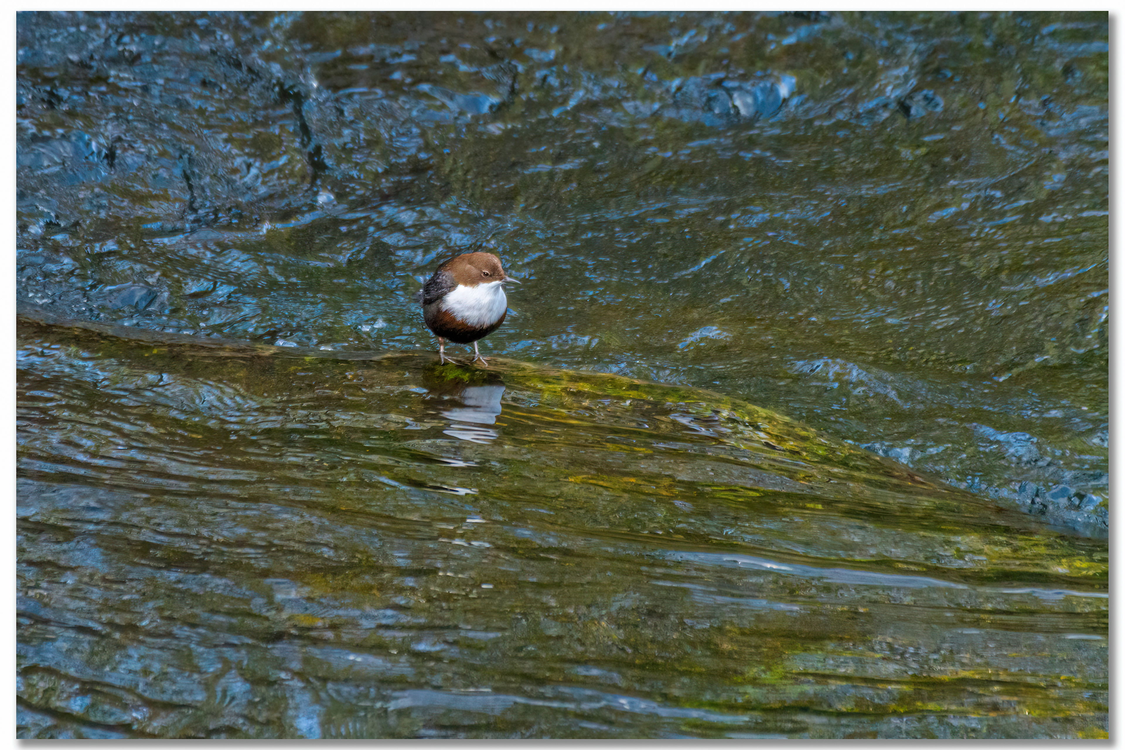 Cincle plongeur - Cinclus cinclus