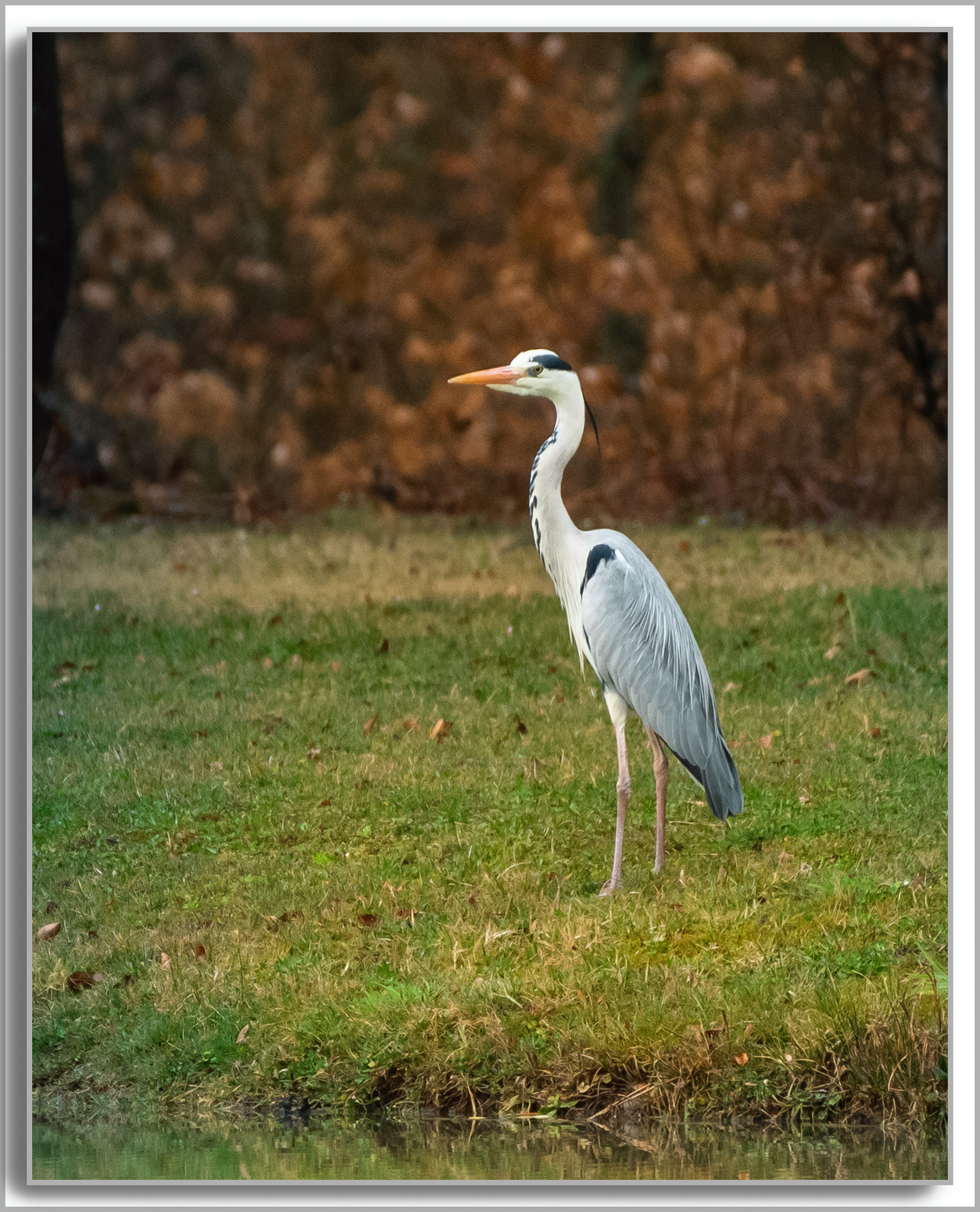 Héron cendré - Ardea Cinerea