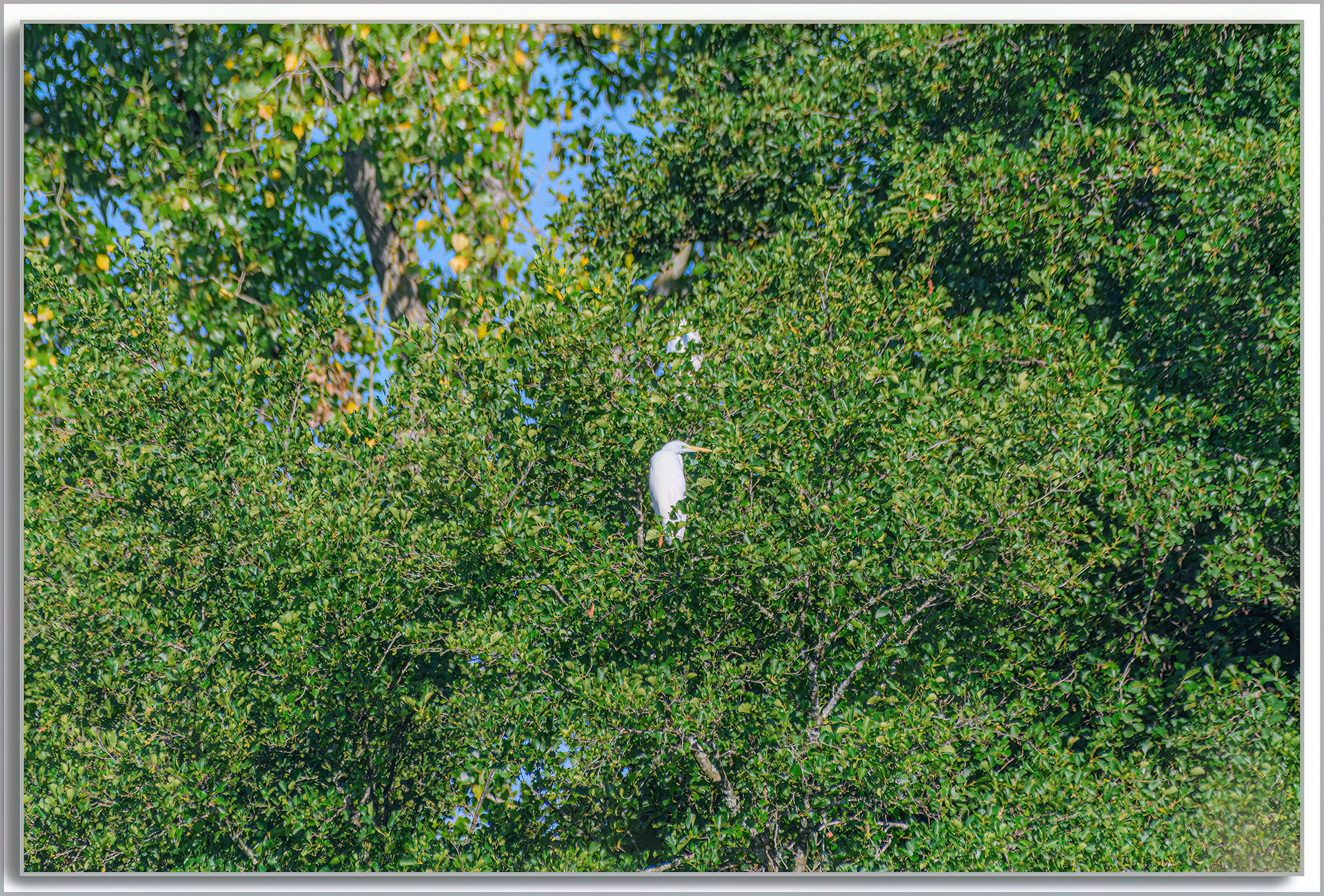 Grande Aigrette - Ardea Alba