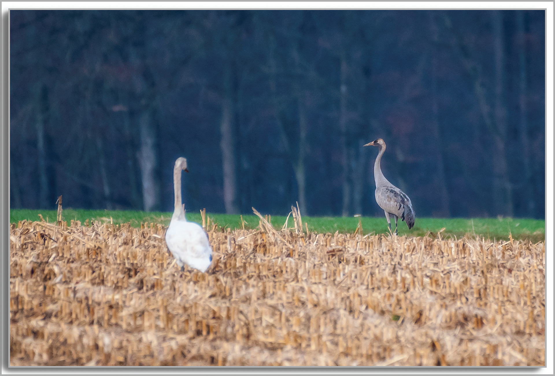 Grue cendrée - Grus grus, Cygne turberculé - Cygnus Olor