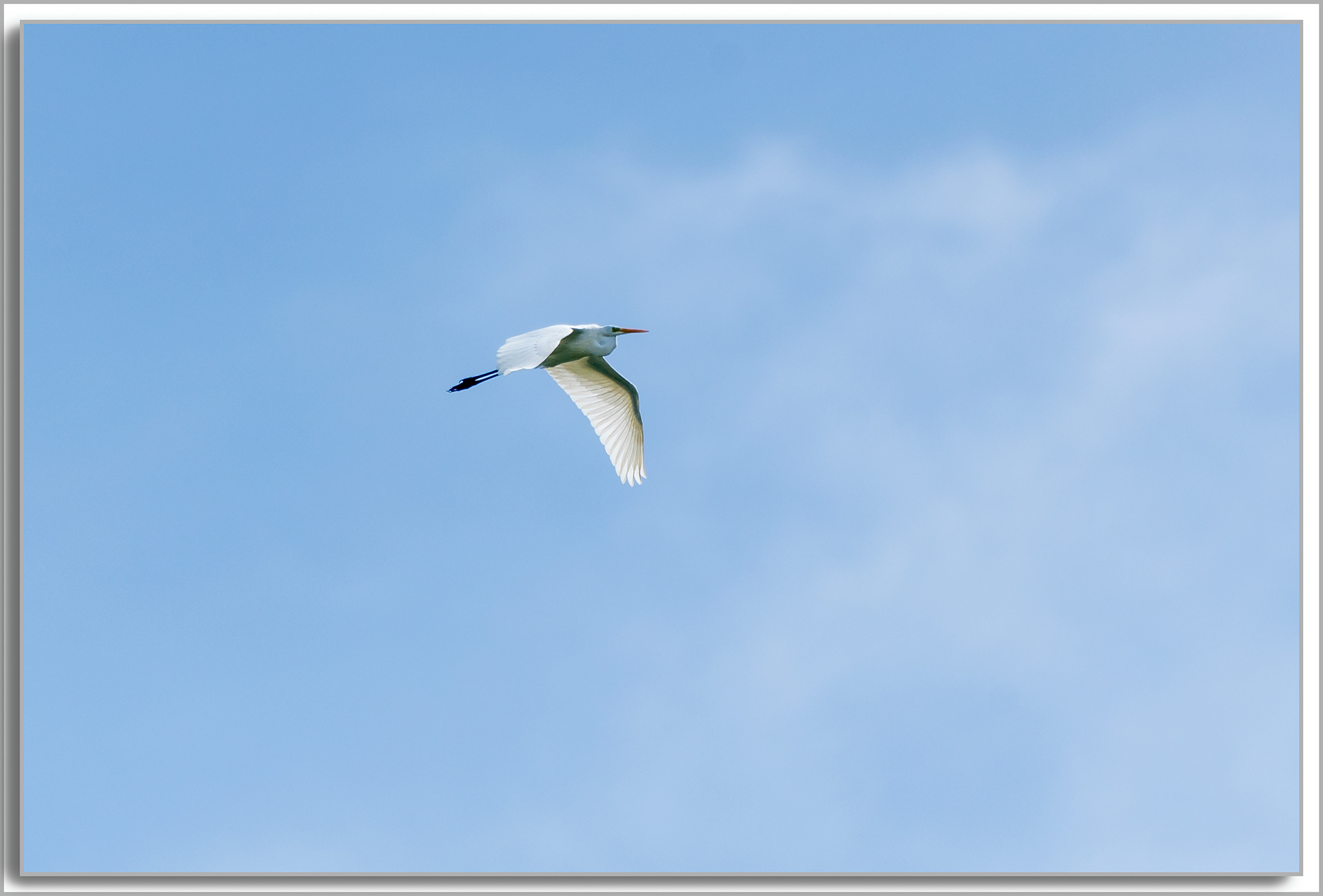Grande Aigrette - Ardea Alba