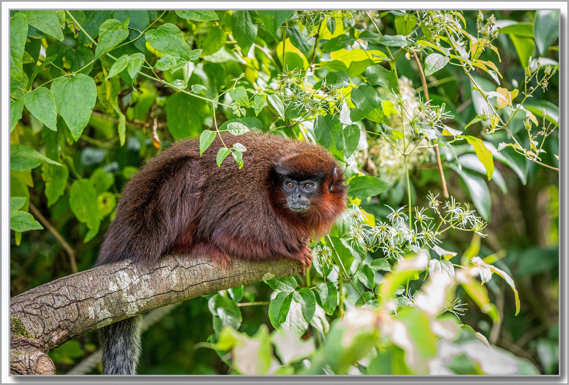 Callicèbe roux - Callicebus cupreus