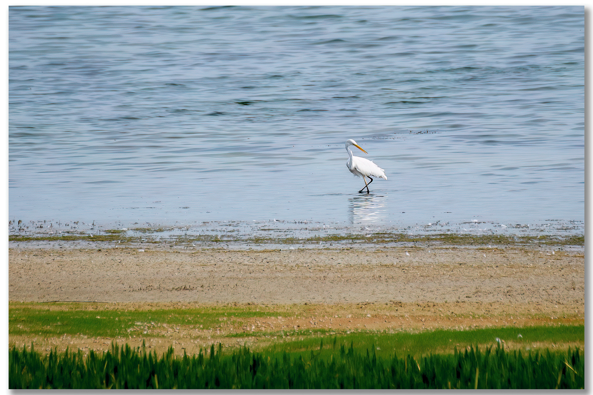 Grande Aigrette - Ardea Alba