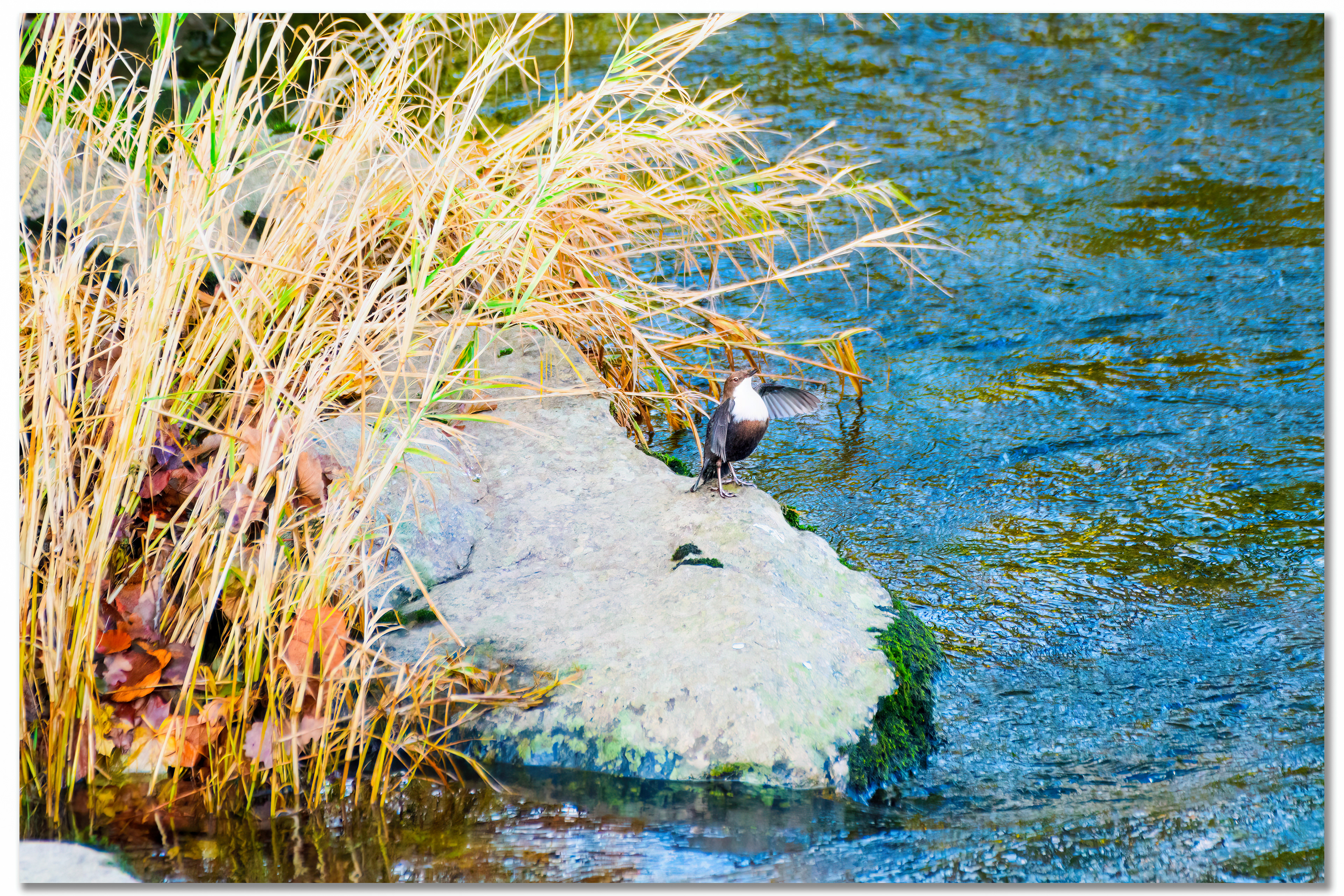 Cincle plongeur - Cinclus cinclus