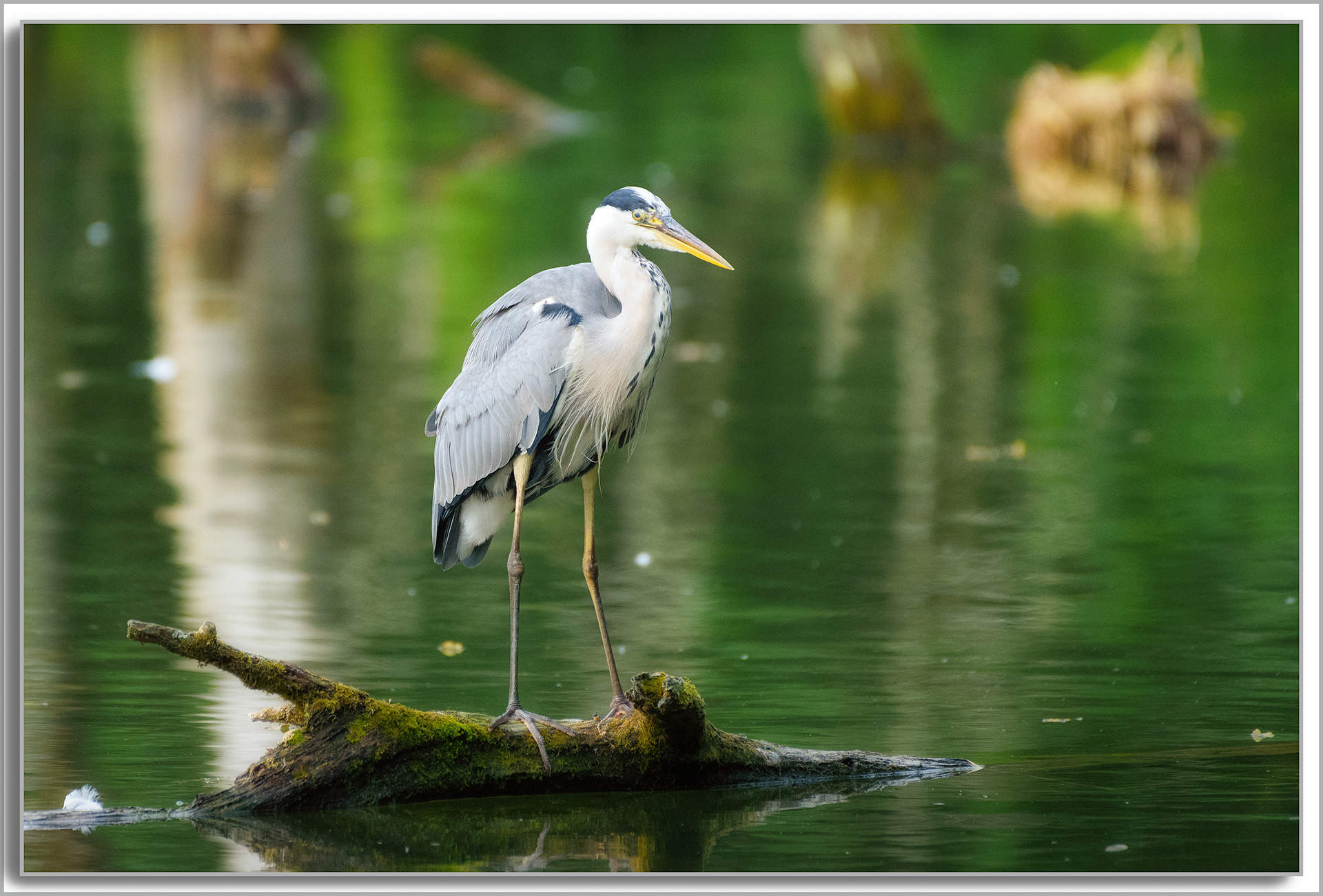 Héron cendré - Ardea Cinerea