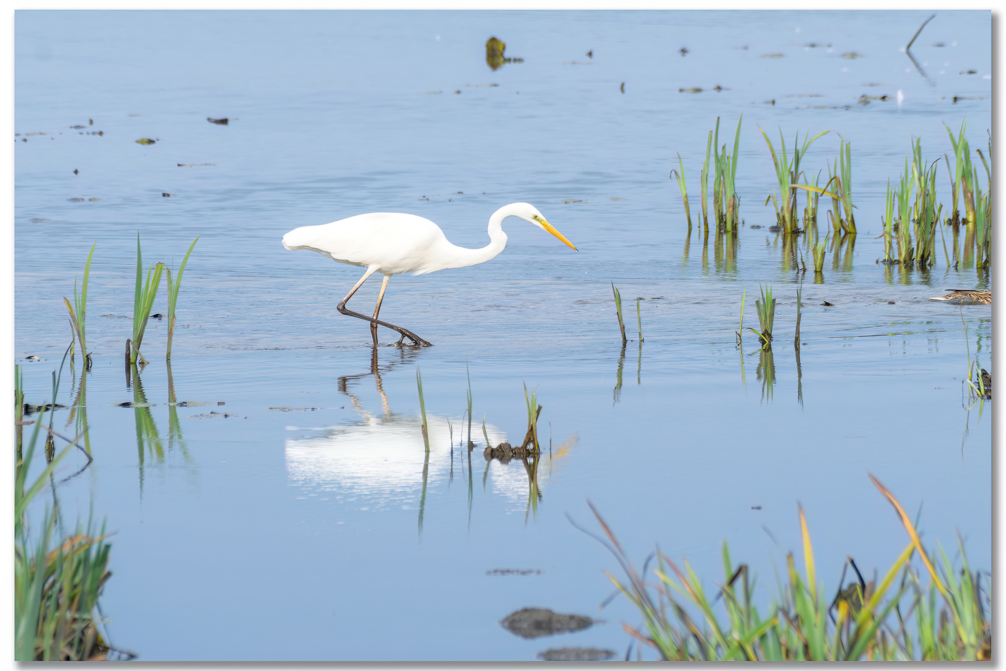 Grande aigrette - Ardea alba