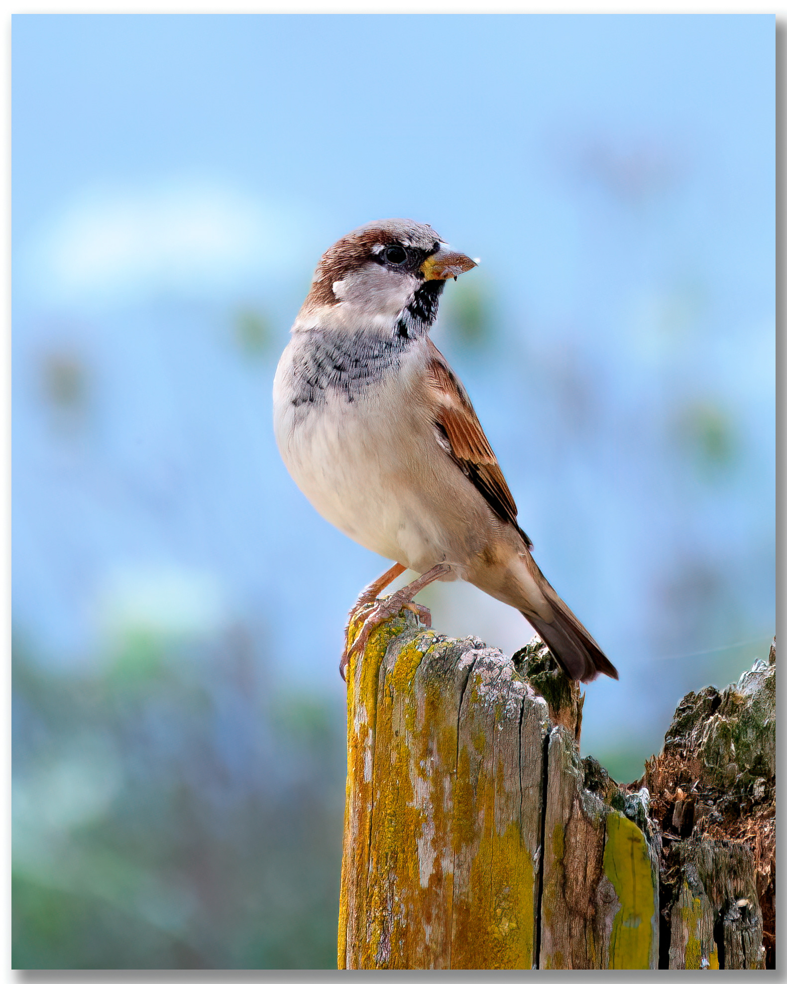 Moineau domestique - Passer domesticus