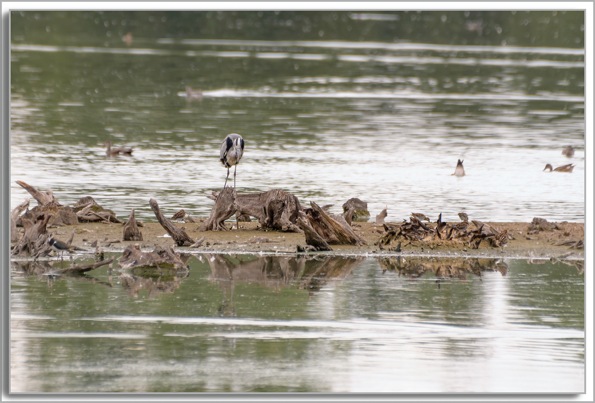 Bécassine des marais - Gallinago Gallinago, Héron cendré - Ardea Cinerea