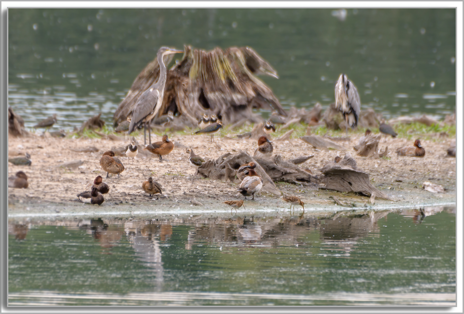 Bécassine des marais - Gallinago Gallinago, Vanneau huppé - Vanellus Vanellus