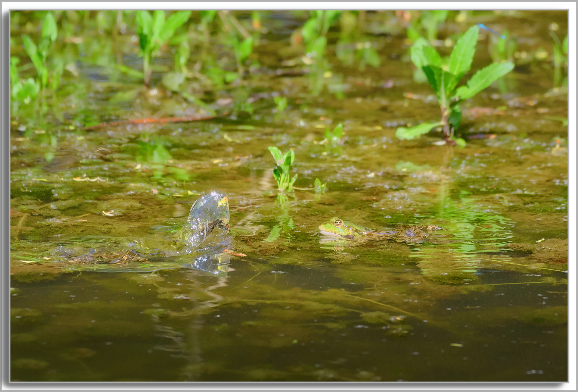 Grenouille comestible - Pelophylax kl. esculentus