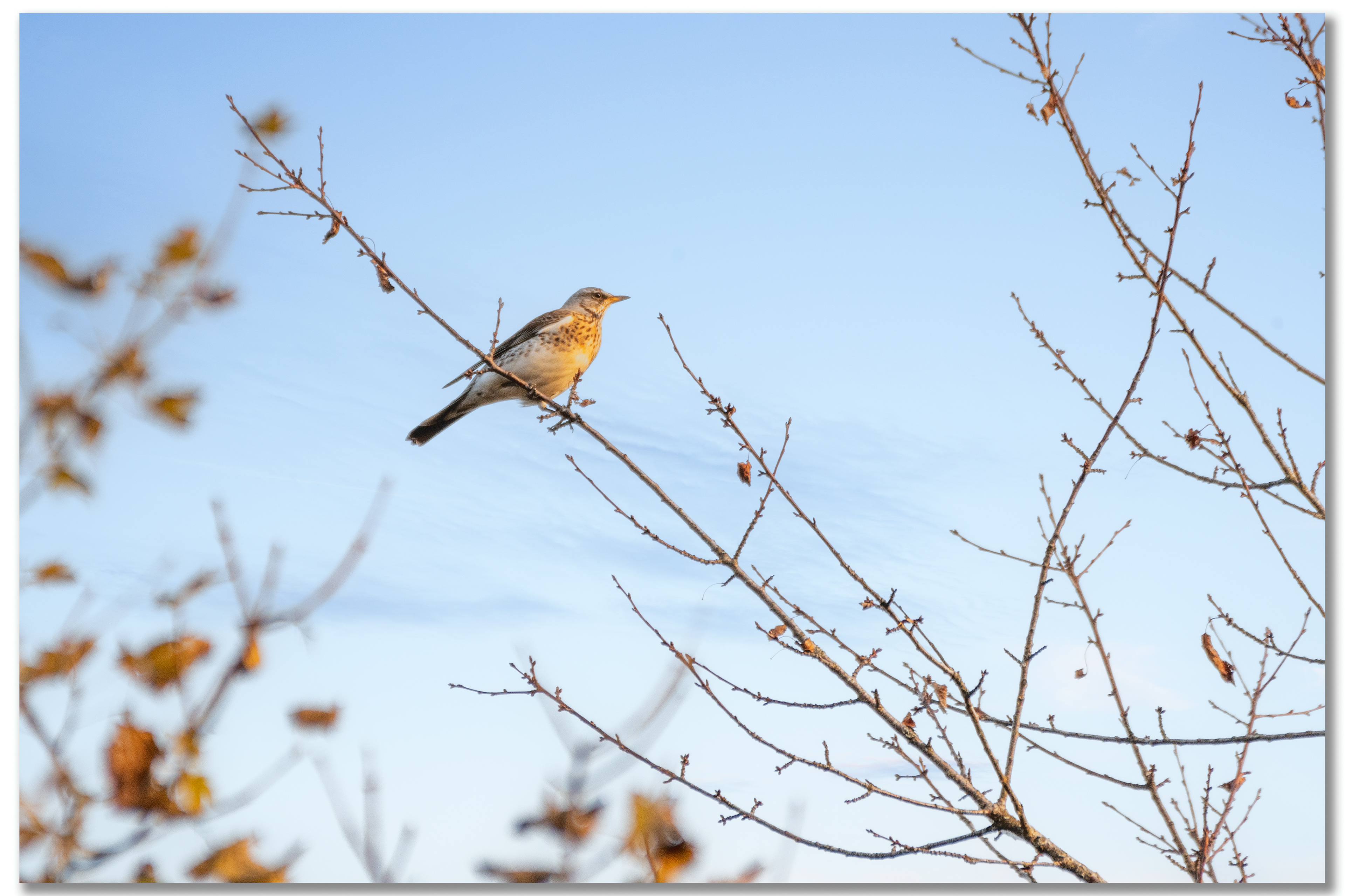 Grive litorne - Turdus pilaris