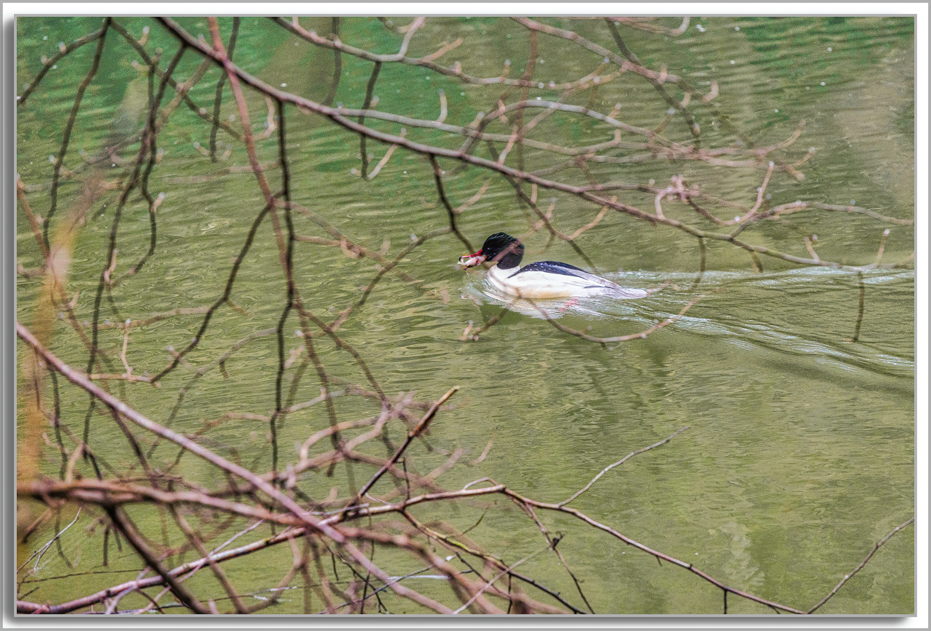 Harle Bièvre - Mergus Merganser