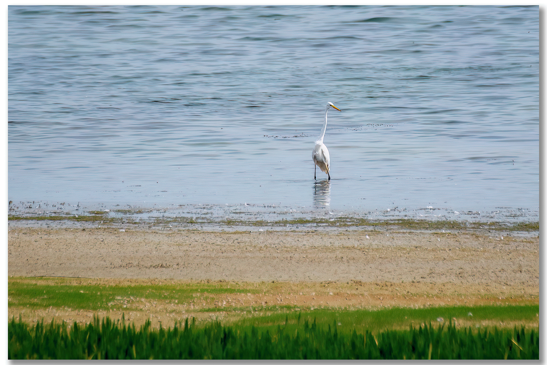 Grande Aigrette - Ardea Alba