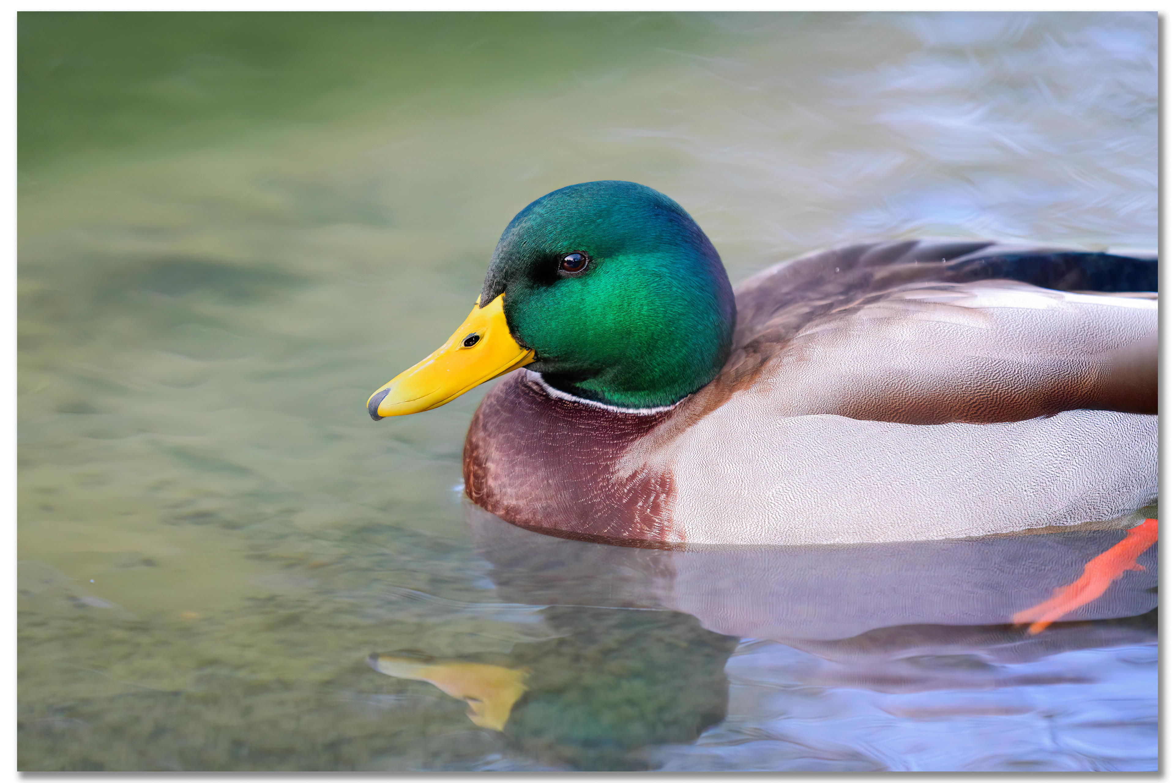 Canard Colvert - Anas platyrhynchos