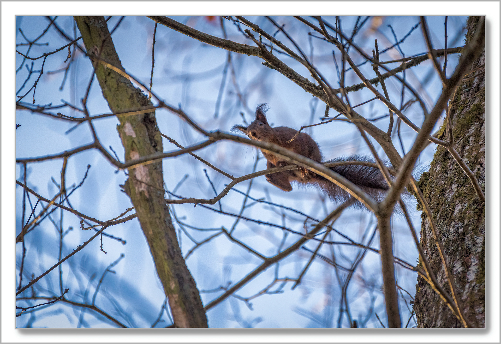Ecureuil roux d'Europe - Sciurus vulgaris