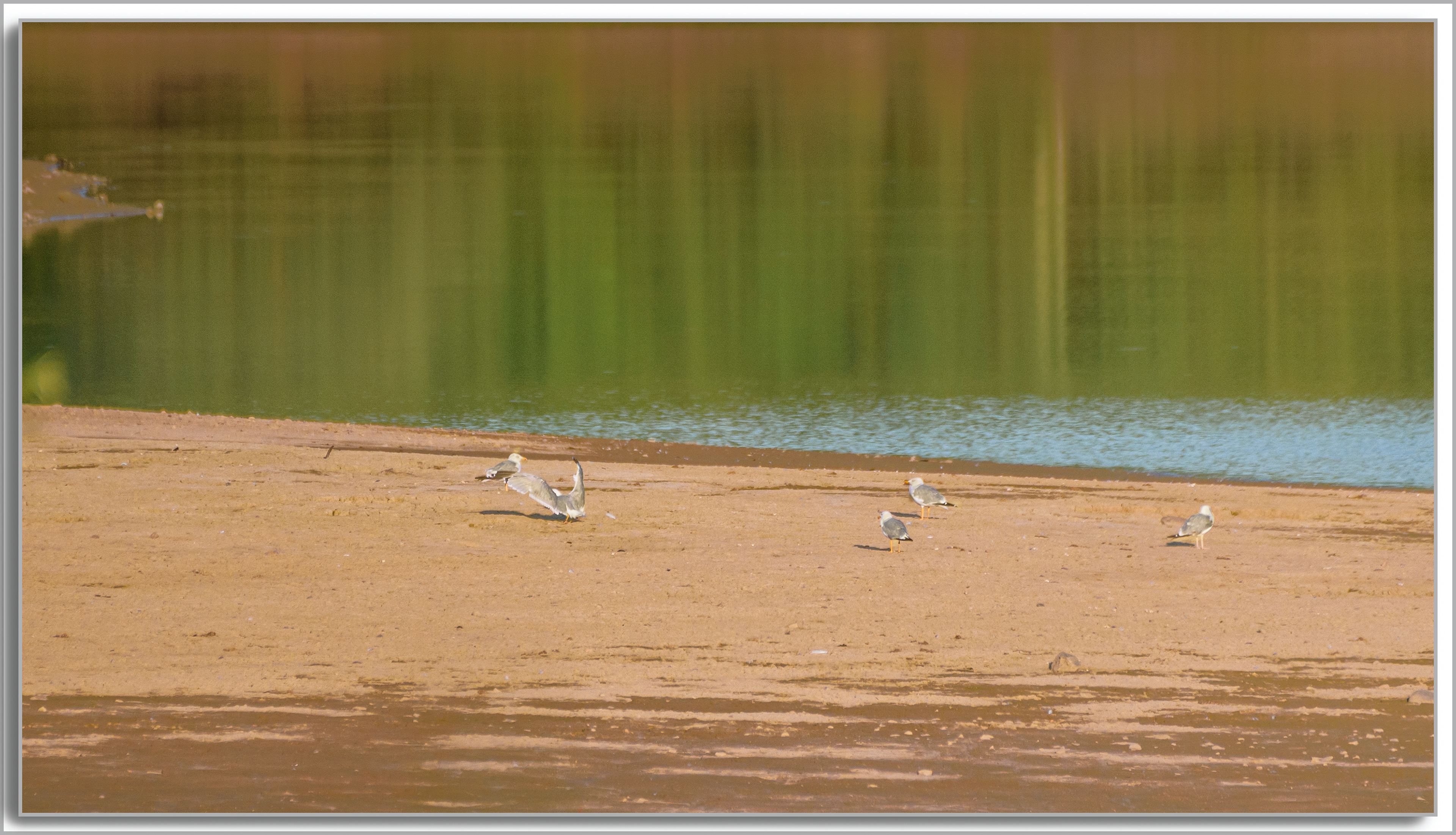 Goéland leucophée - Larus michahellis