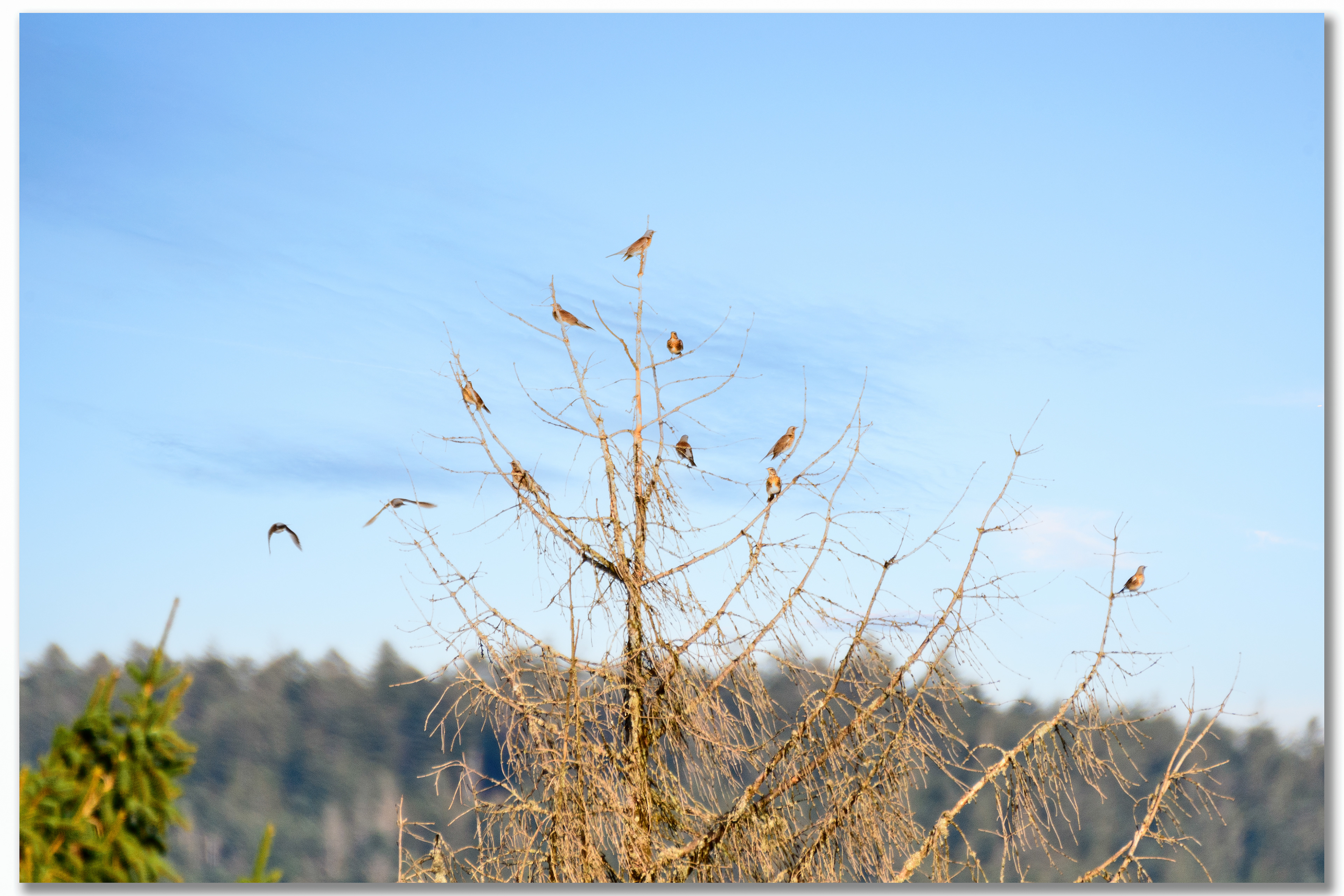 Grive litorne - Turdus pilaris