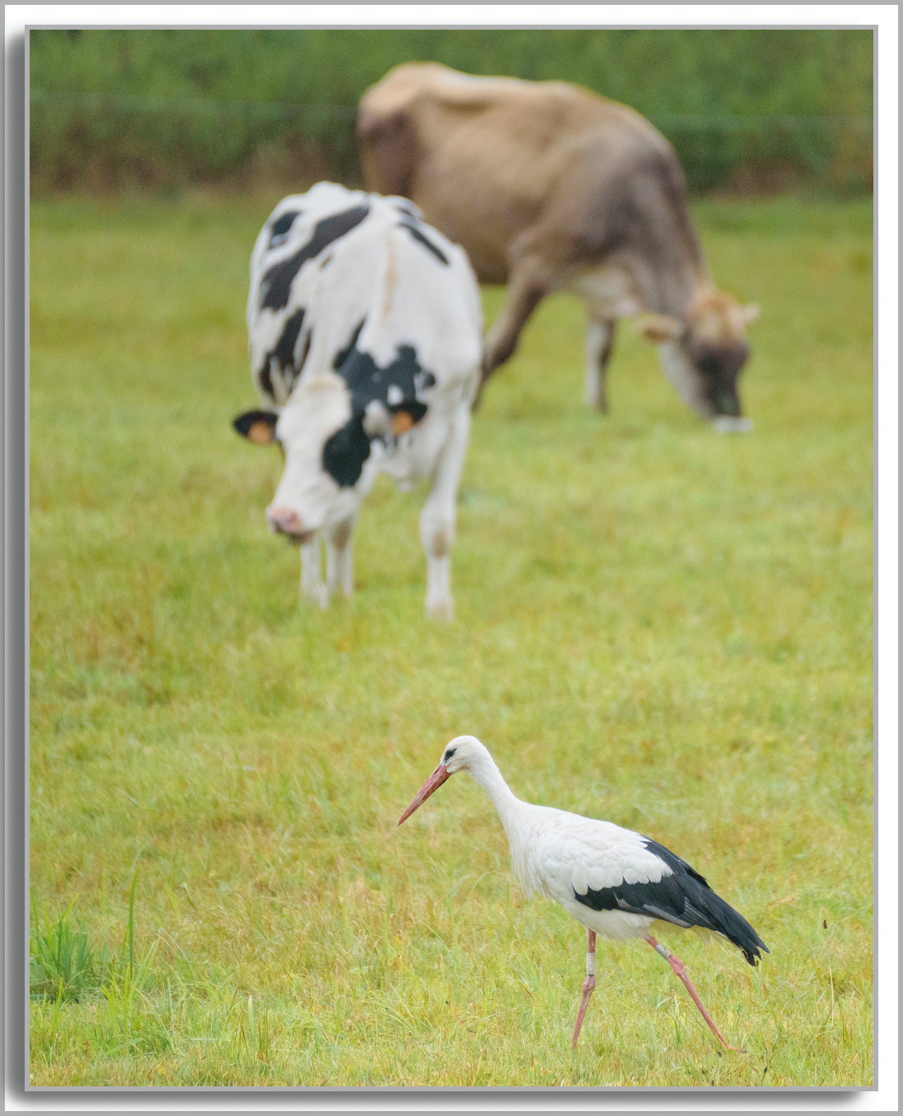 Cigogne blanche - ciconia ciconia