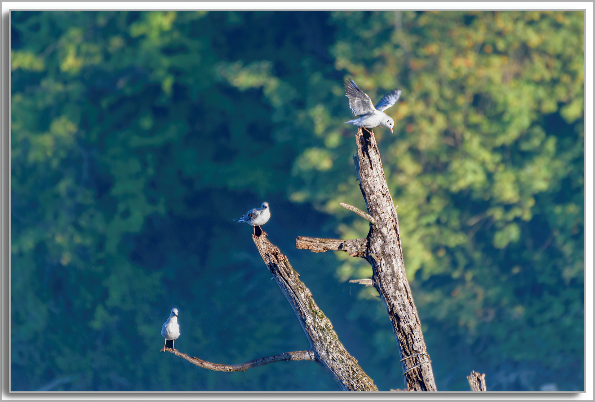 Mouette rieuse - Chroicocephalus ridibundus