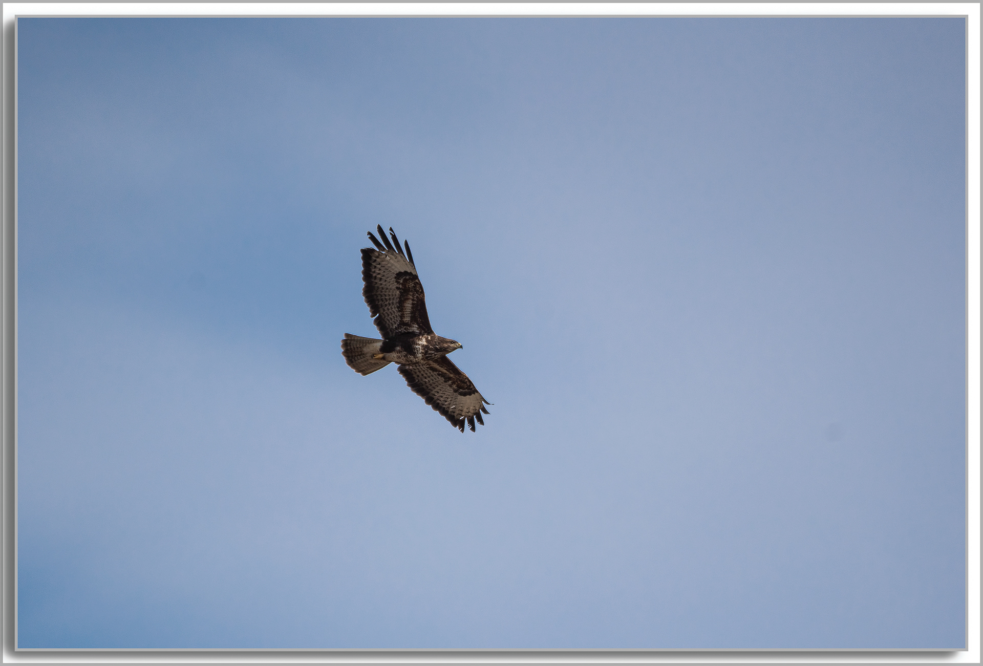 Buse variable - Buteo buteo