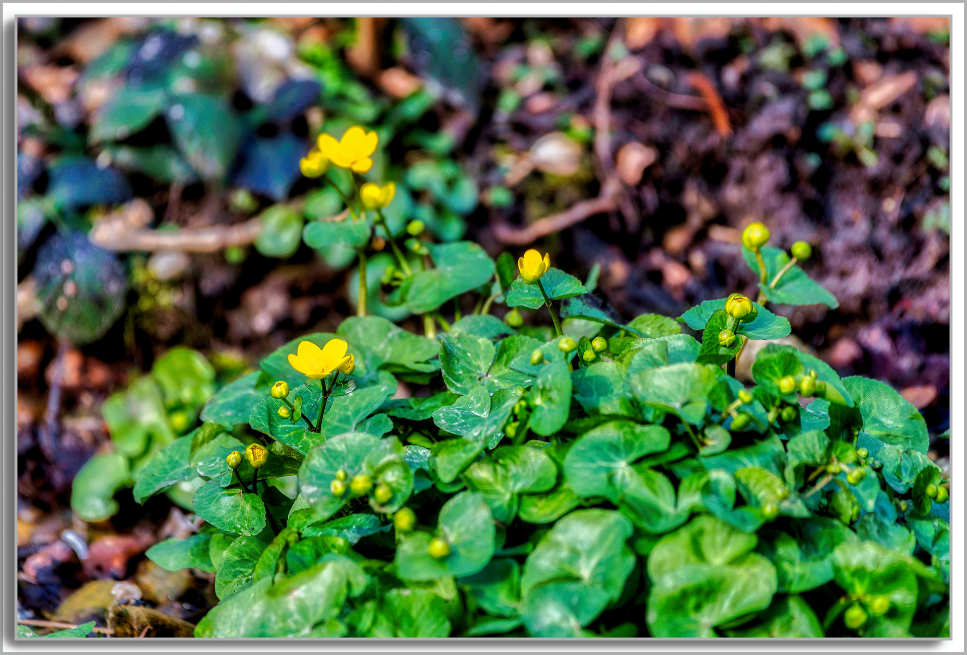 Populage des marais - Caltha Palustris