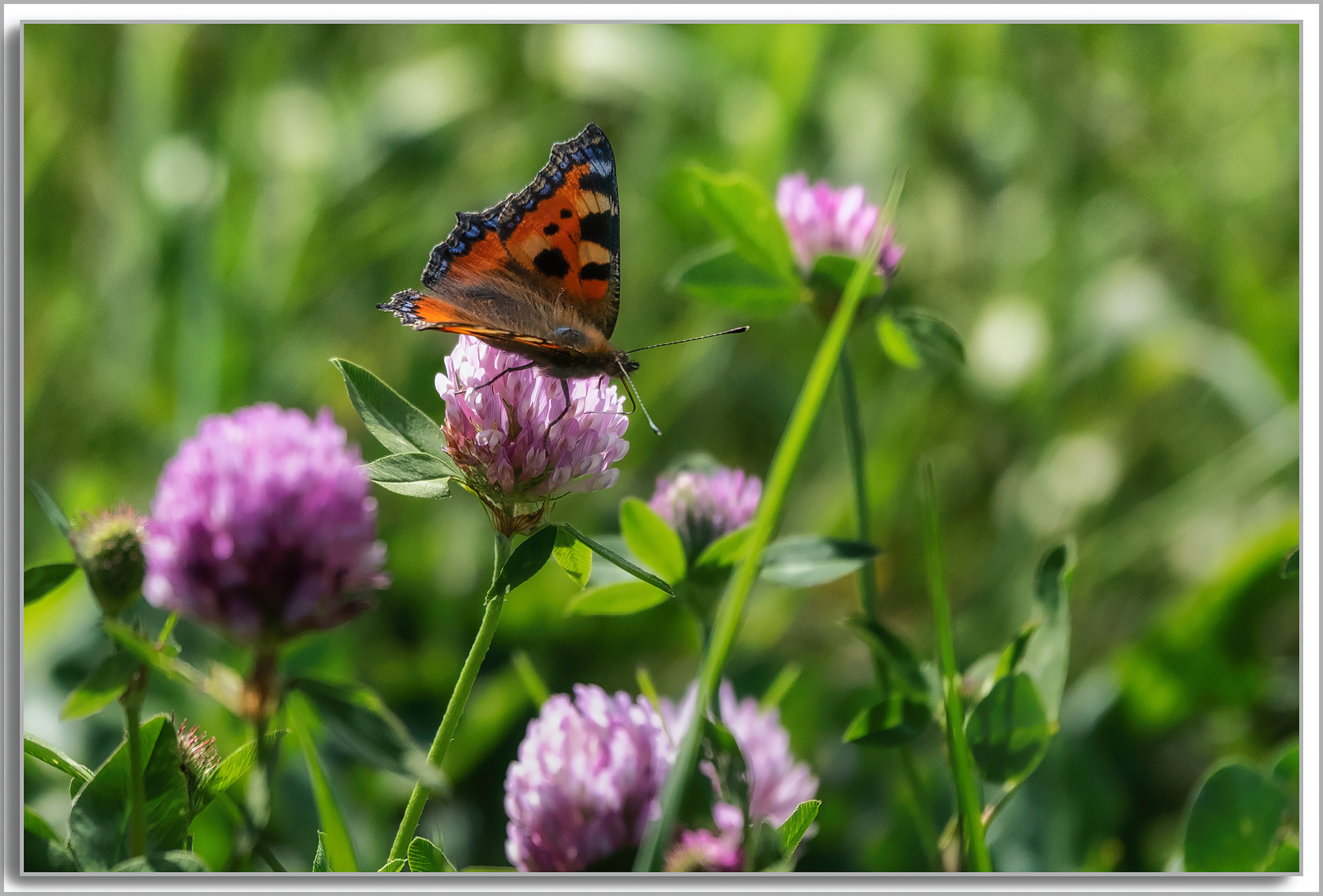 La petite Tortue - Aglais urticae,