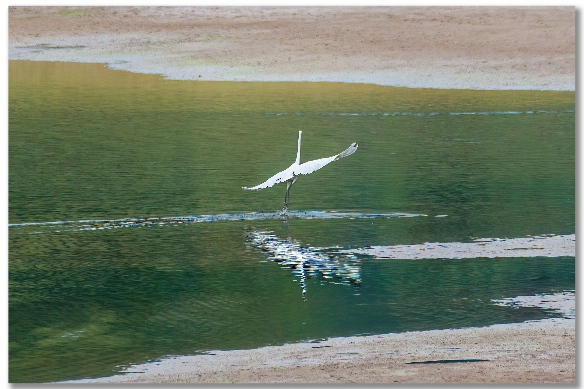 Grande Aigrette - Ardea Alba