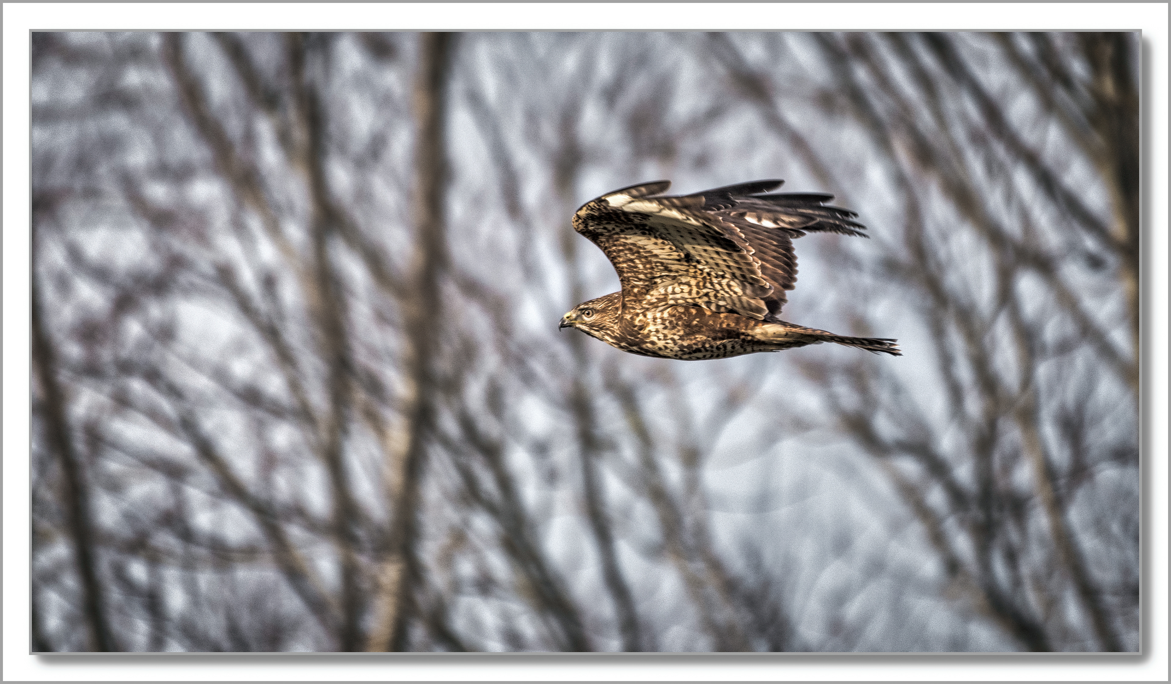 Buse variable - Buteo buteo