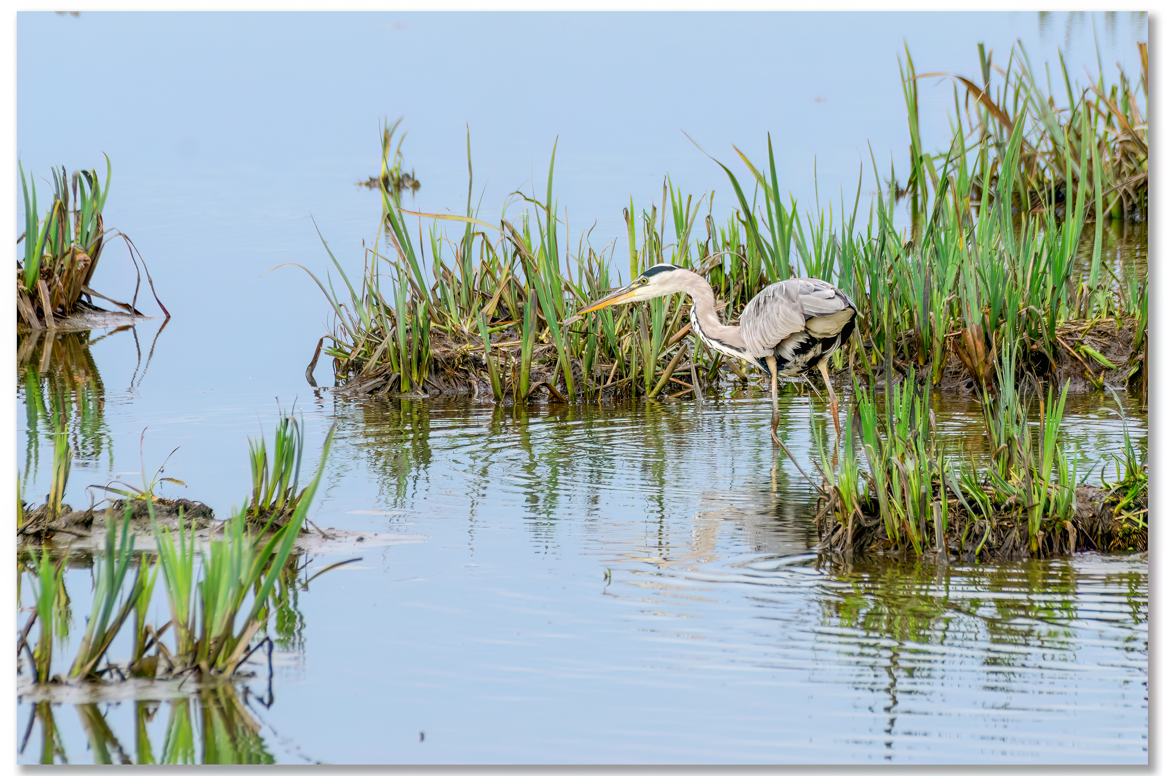Héron cendré - Ardea cinerea