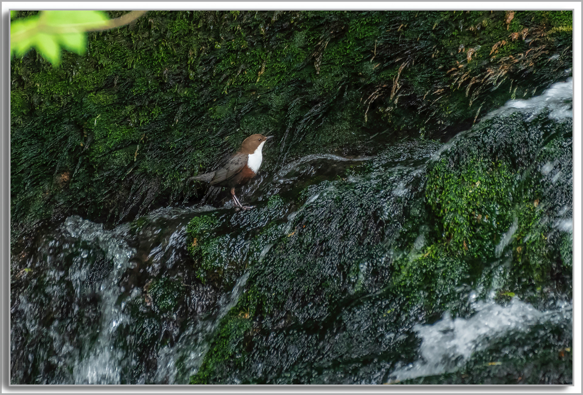 Cincle plongeur - Cinclus cinclus