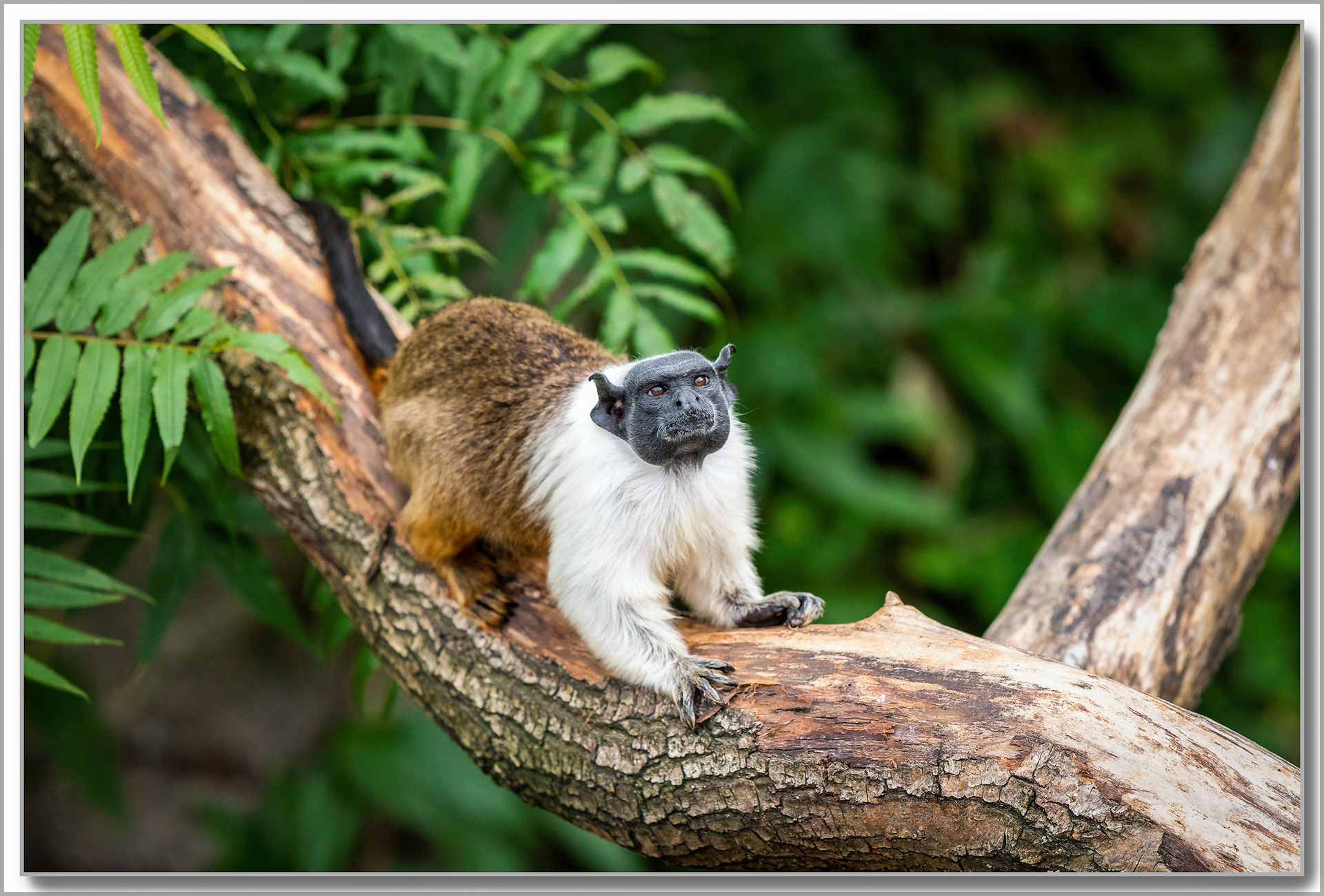 Tamarin bicolore - Saguinus bicolor