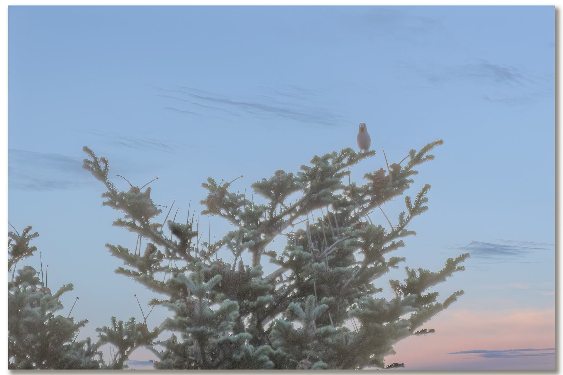 Grosbec casse-noyaux - Coccothraustes coccothraustes