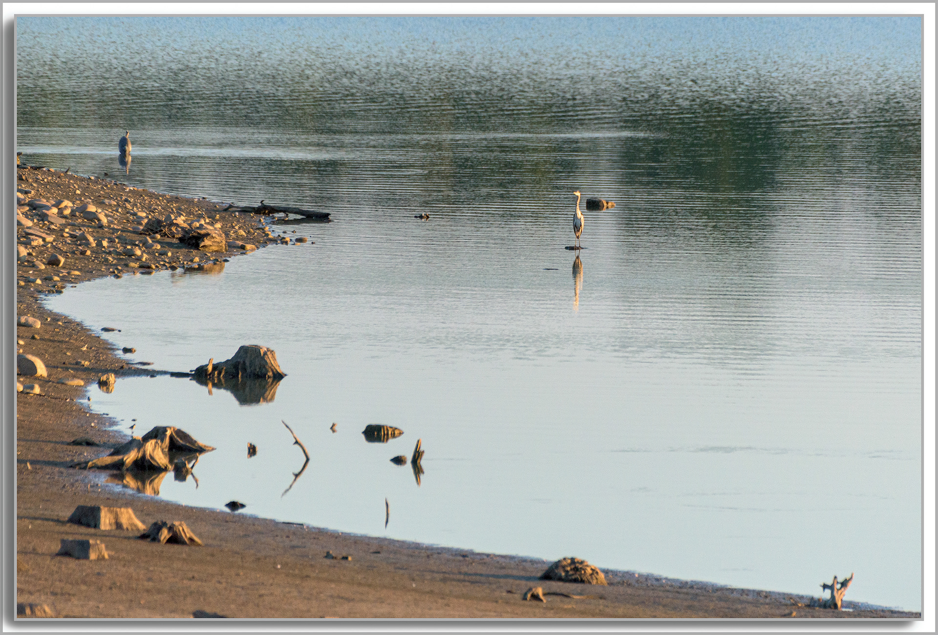 Héron cendré - Ardea cinerea