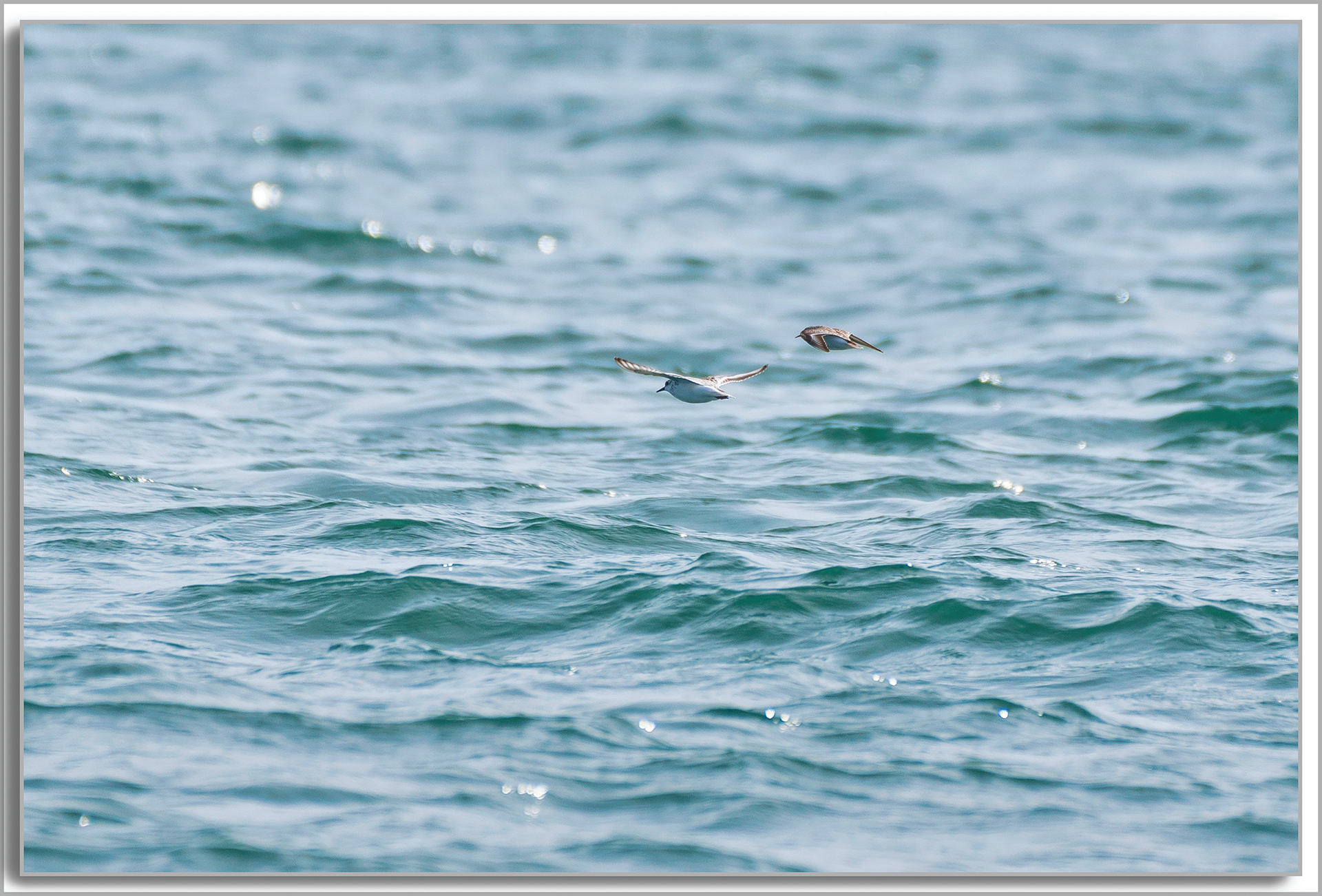 Bécasseau minute - Calidris minuta, Bécasseau Sanderling - Calidris alba