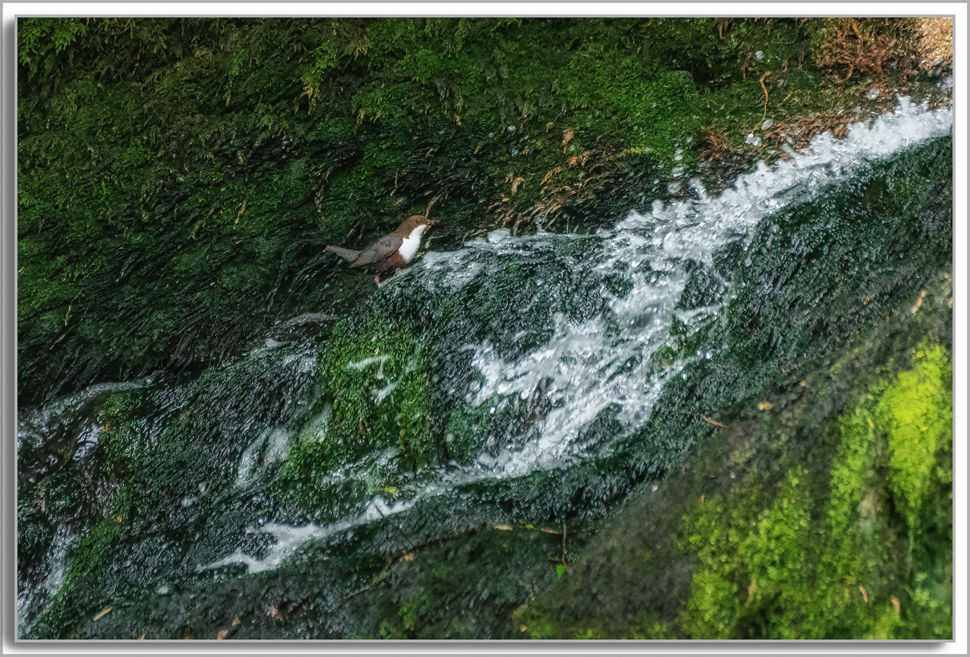 Cincle plongeur - Cinclus cinclus