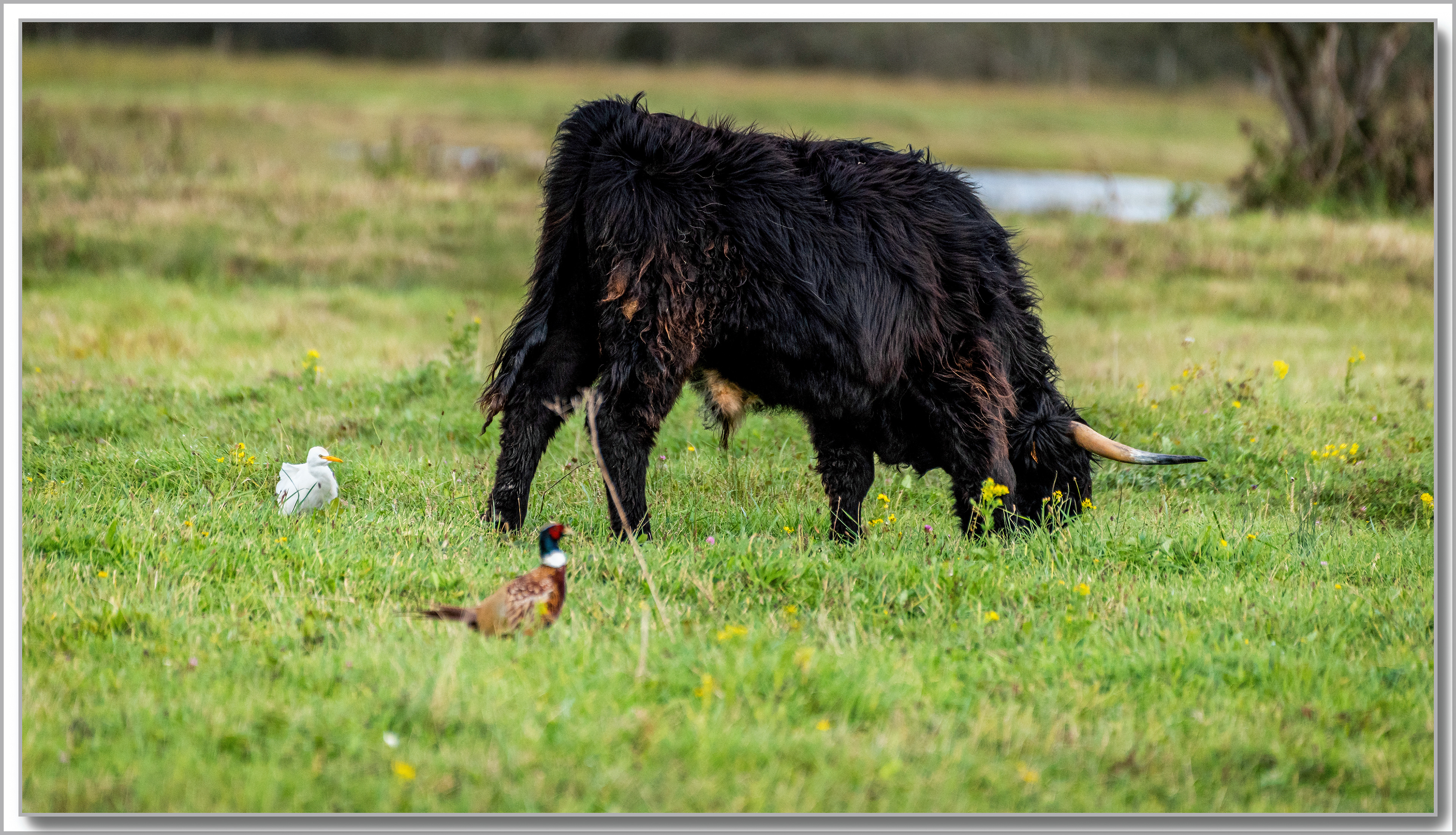 Héron garde-boeufs - Bubulcus ibis