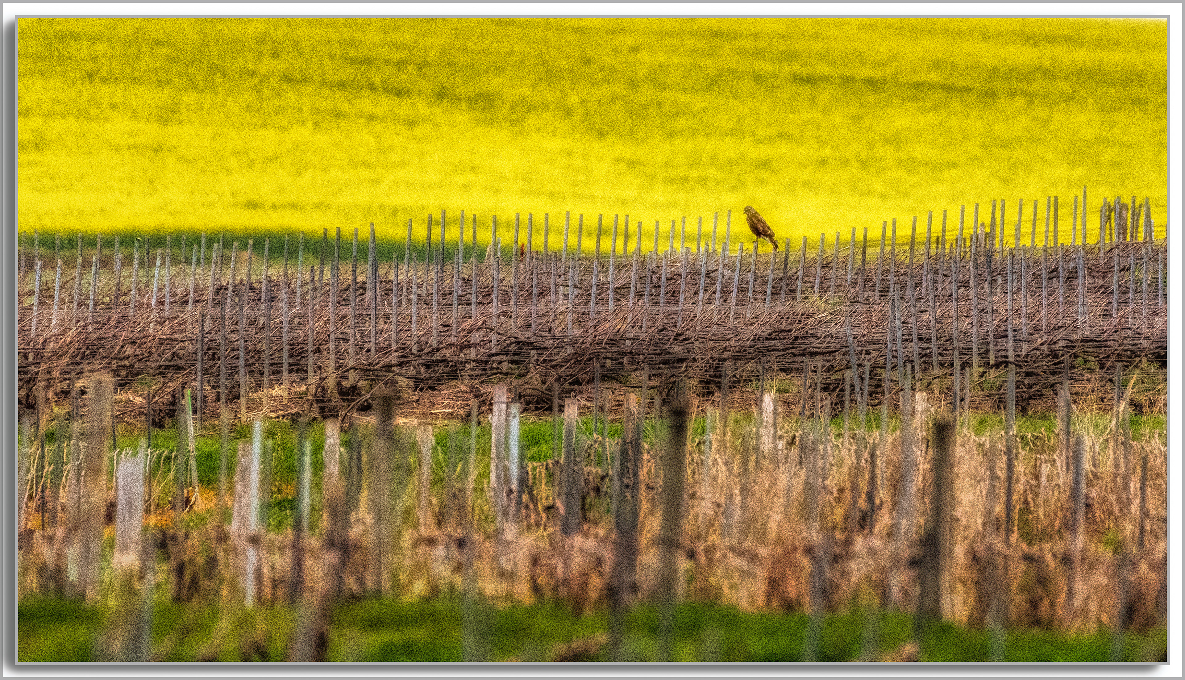 Buse variable - Buteo Buteo