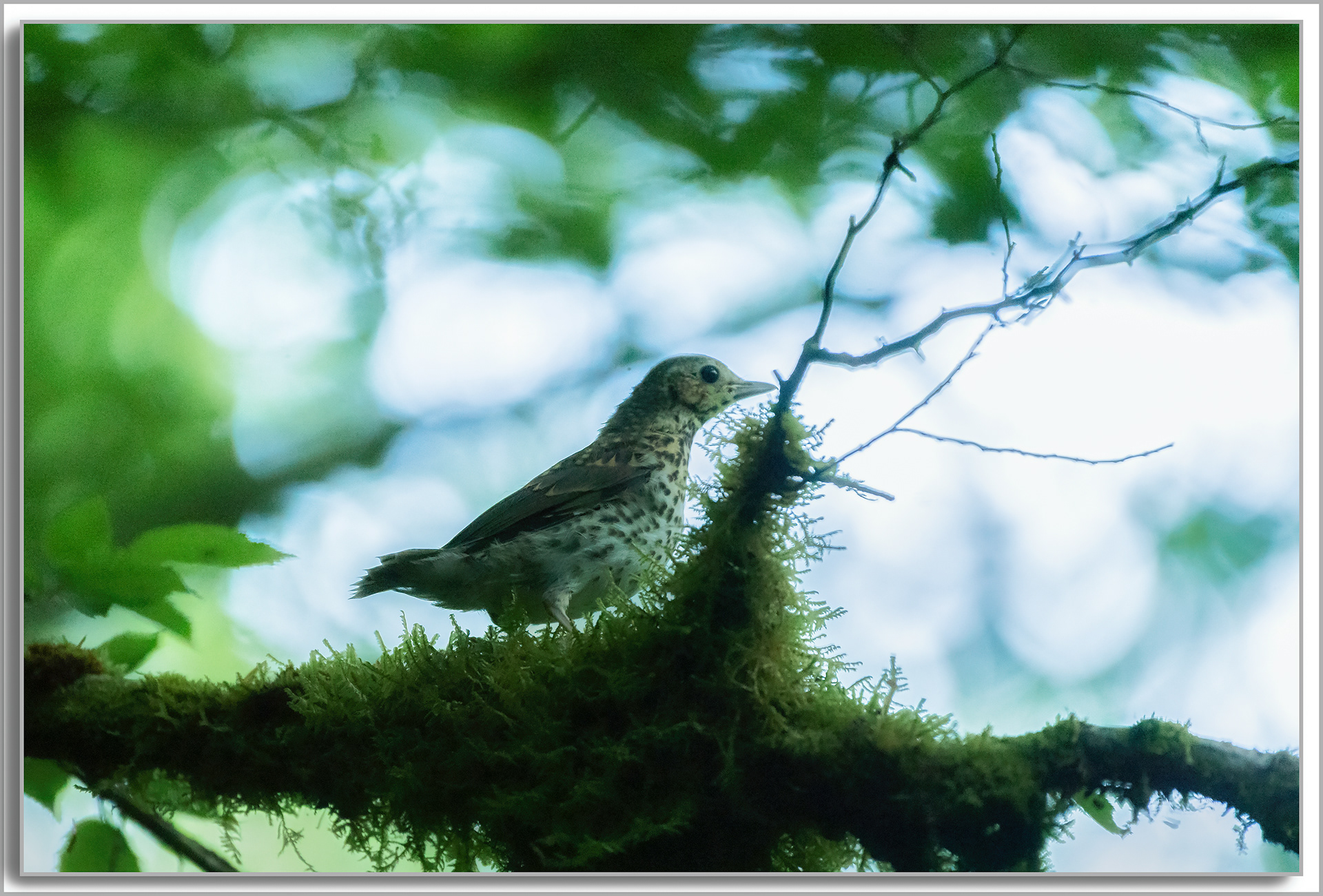 Grive draine - Turdus viscivorus