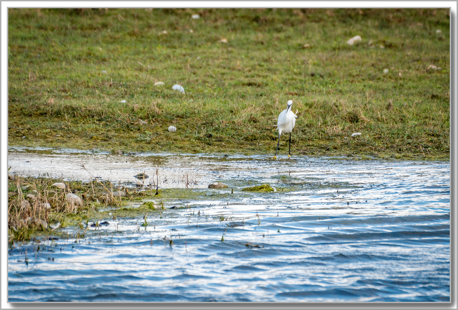 Aigrette Garzette - Egretta Garzetta