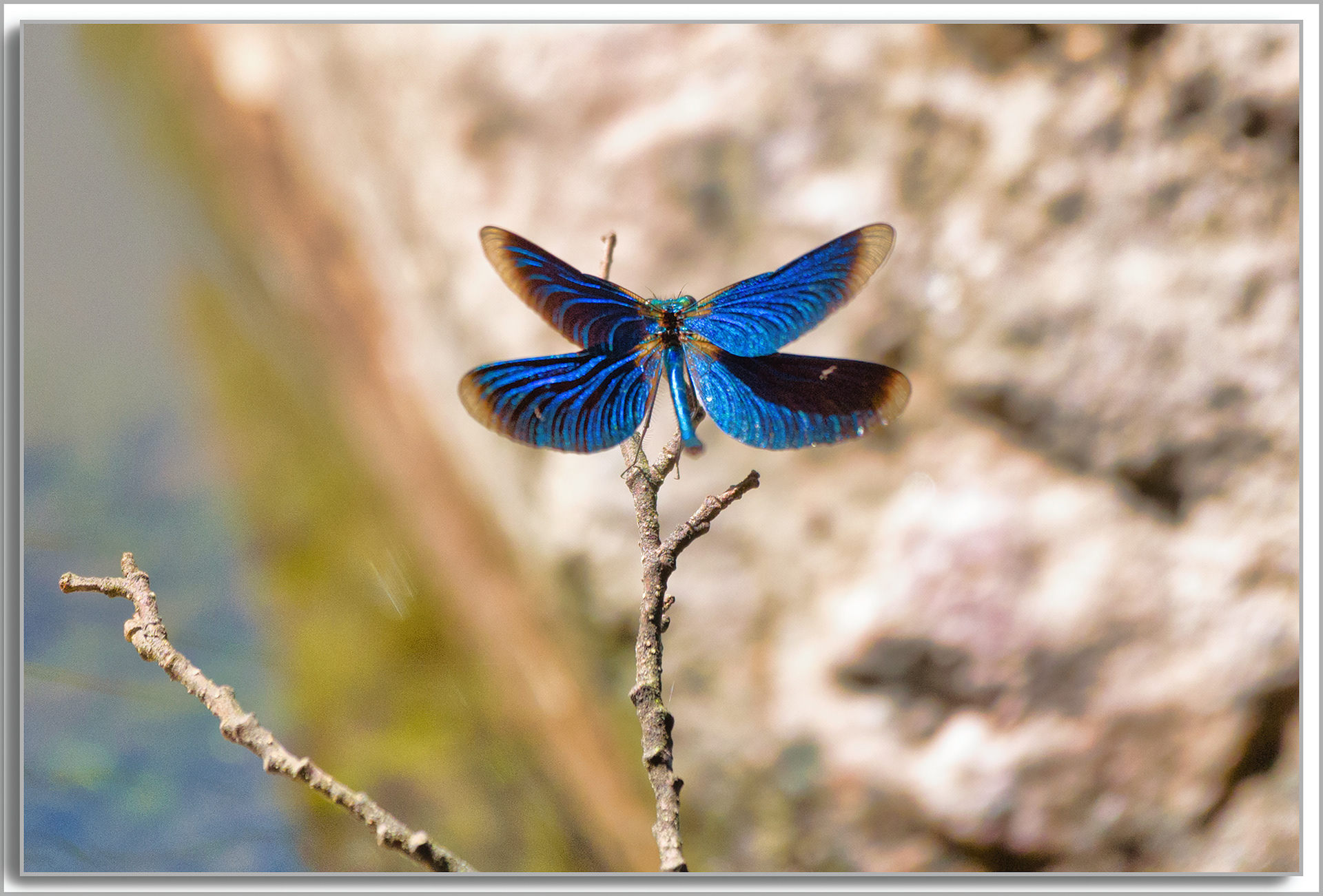 Caloptéryx vierge - Calopteryx virgo