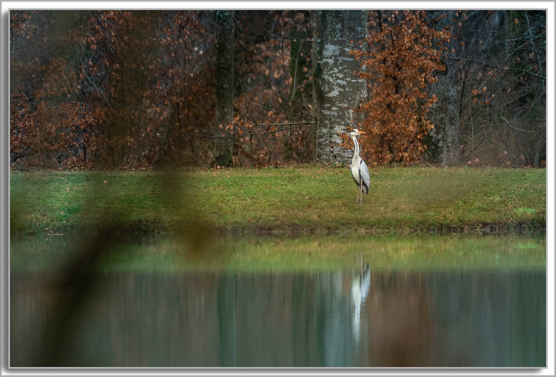 Héron cendré - Ardea Cinerea