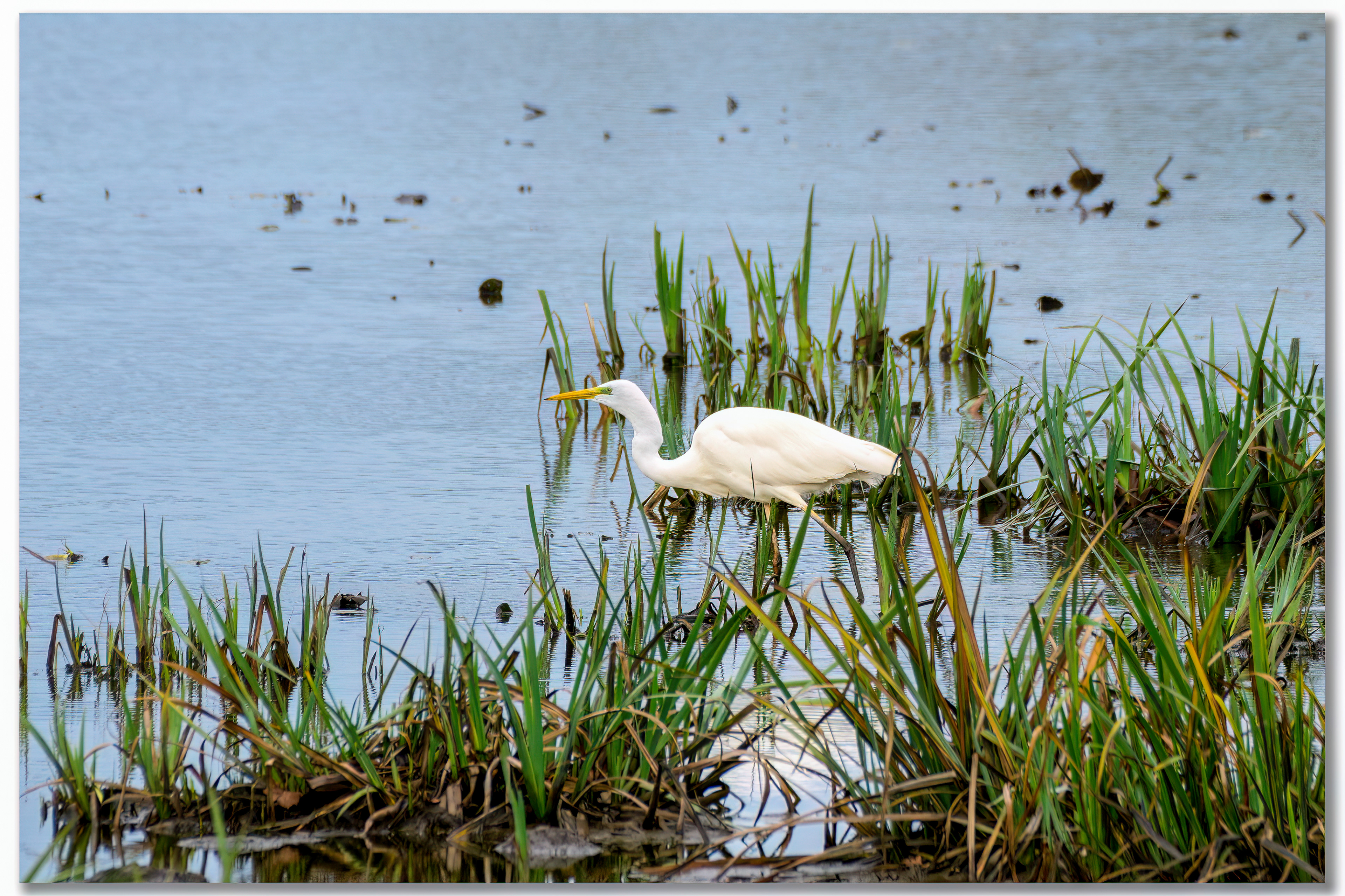 Grande aigrette - Ardea alba