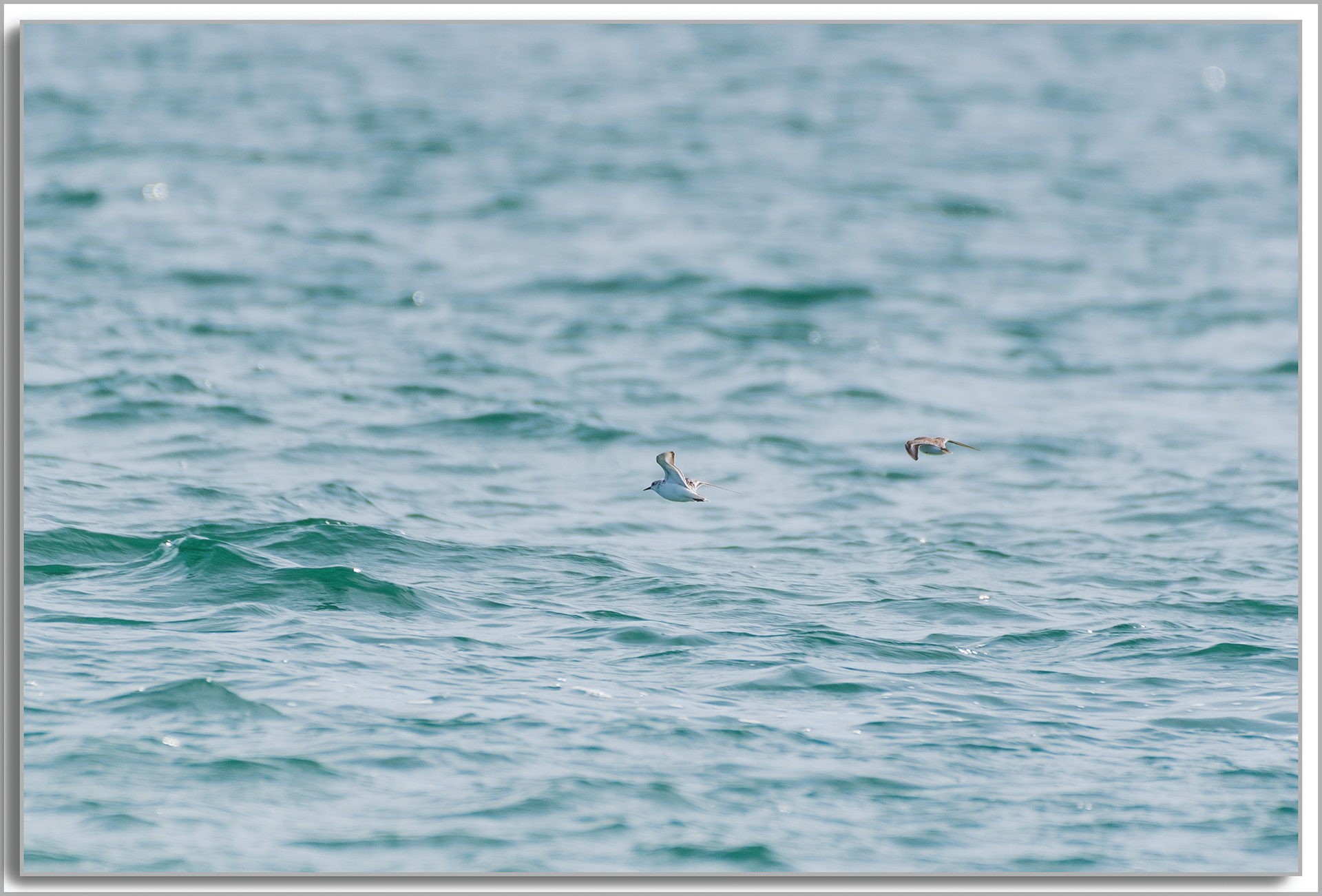 Bécasseau minute - Calidris minuta, Bécasseau Sanderling - Calidris alba