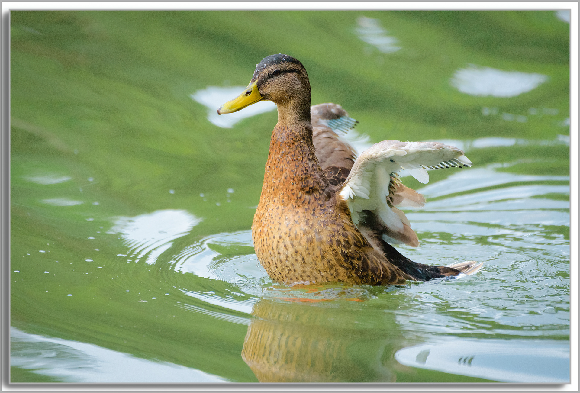Canard Colvert - Anas platyrhynchos
