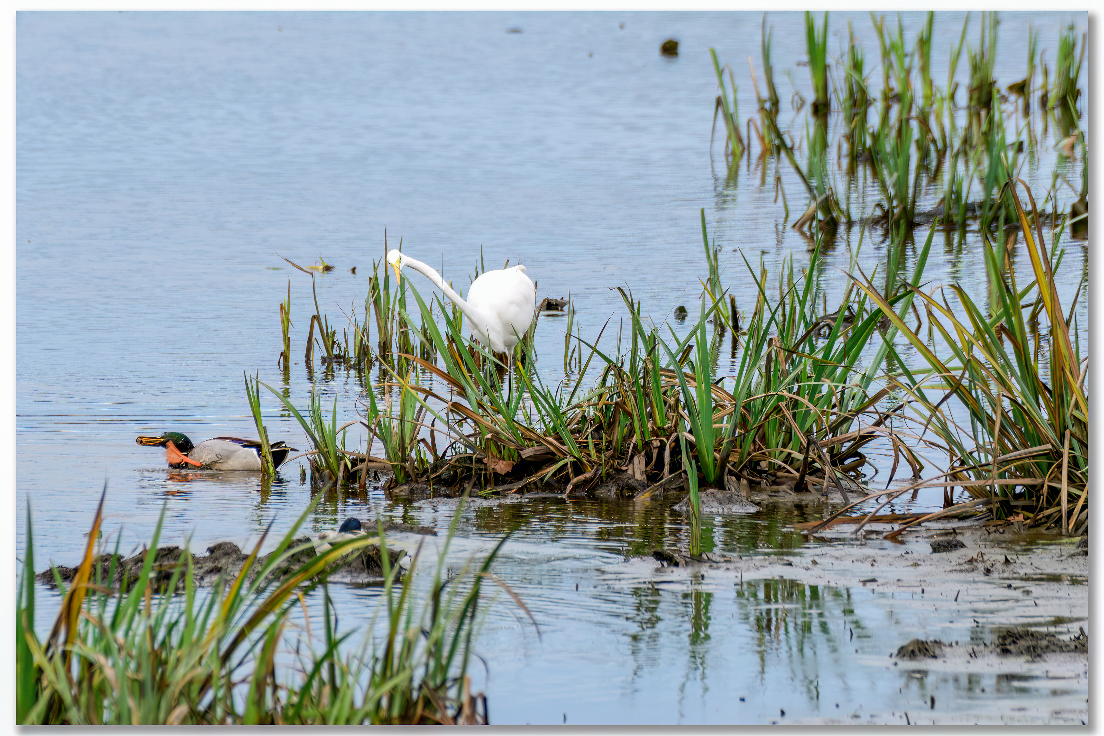 Grande aigrette - Ardea alba