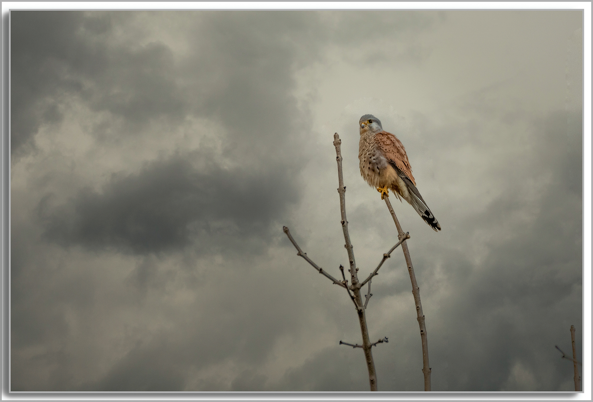 Faucon crécerelle - Falco Tinnunculus