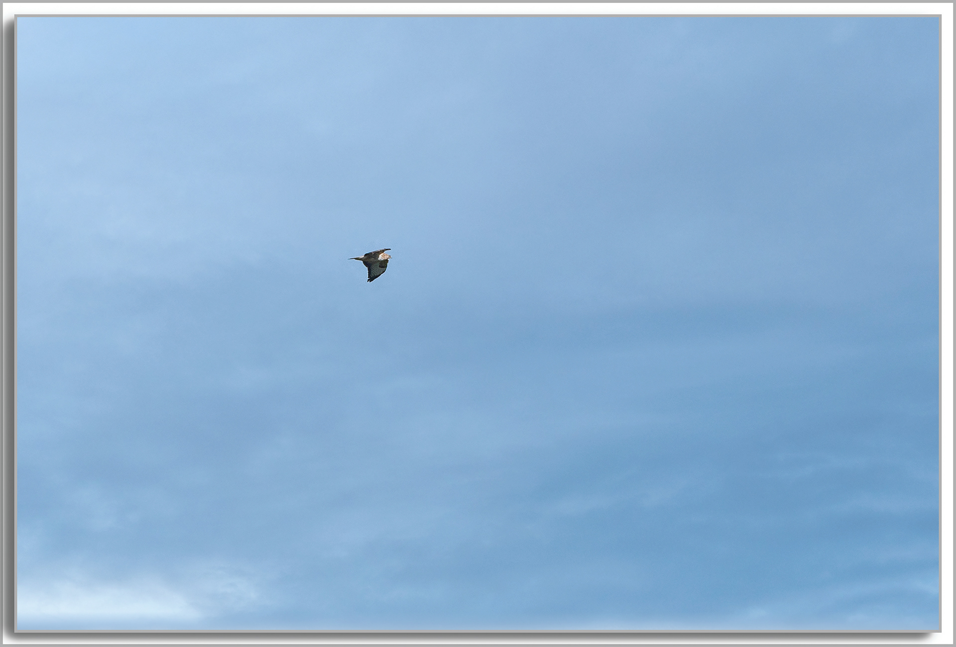 Busard des roseaux - Circus aeruginosus